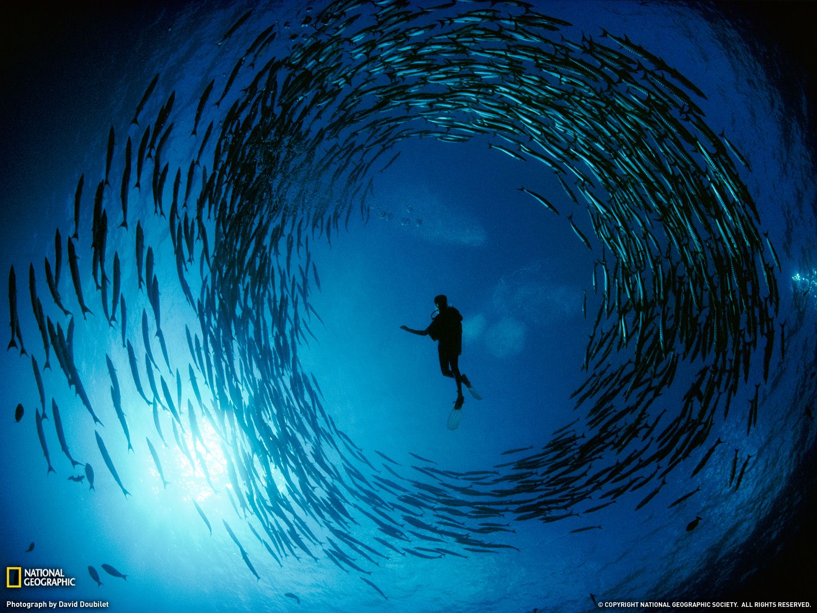 Subacqueo cerchio pesci oceano, 1600x1200 900p, Desktop