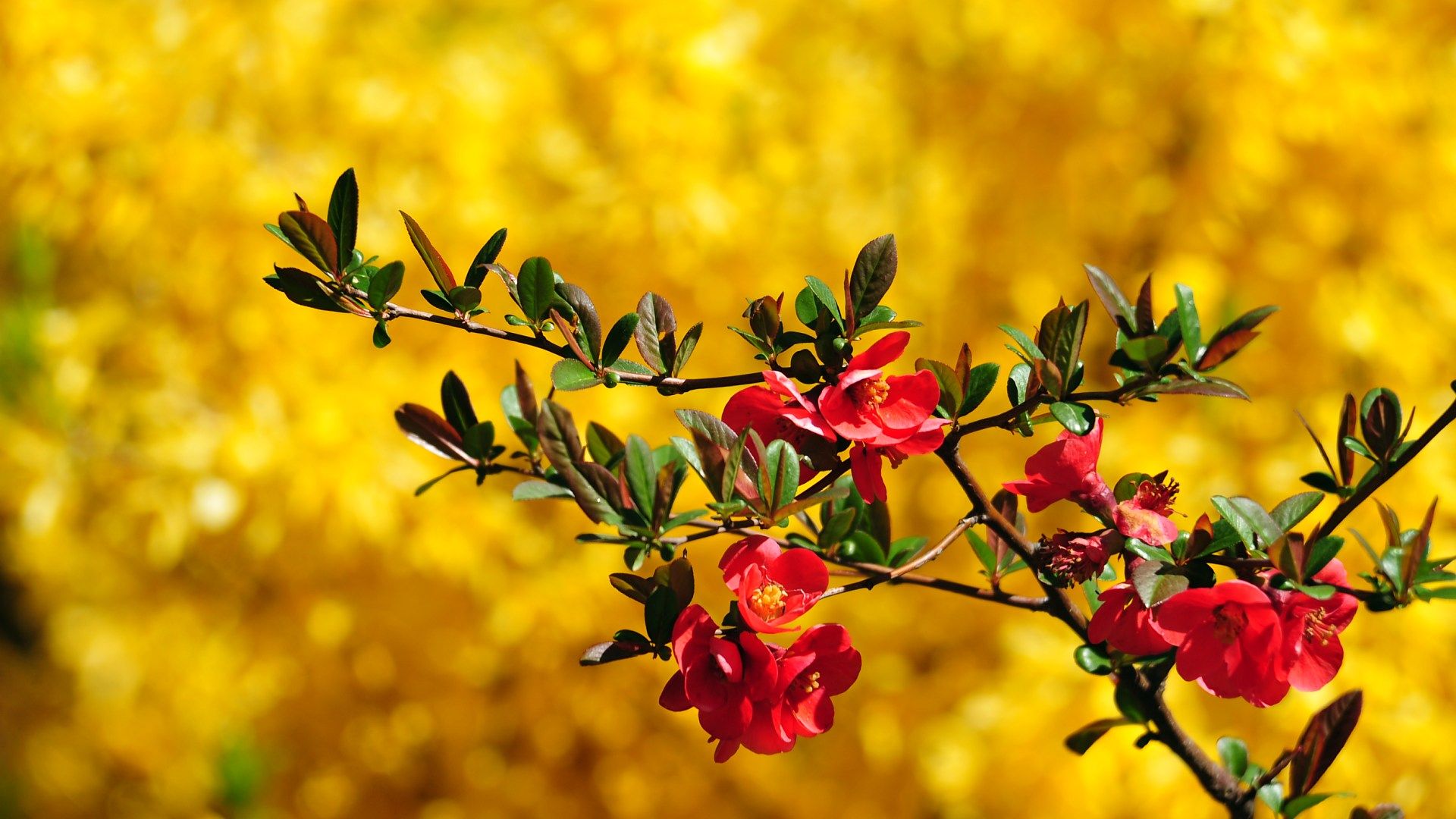 Fiori rossi su ramo, sfondo giallo, 1920x1080 Full HD, PC Desktop