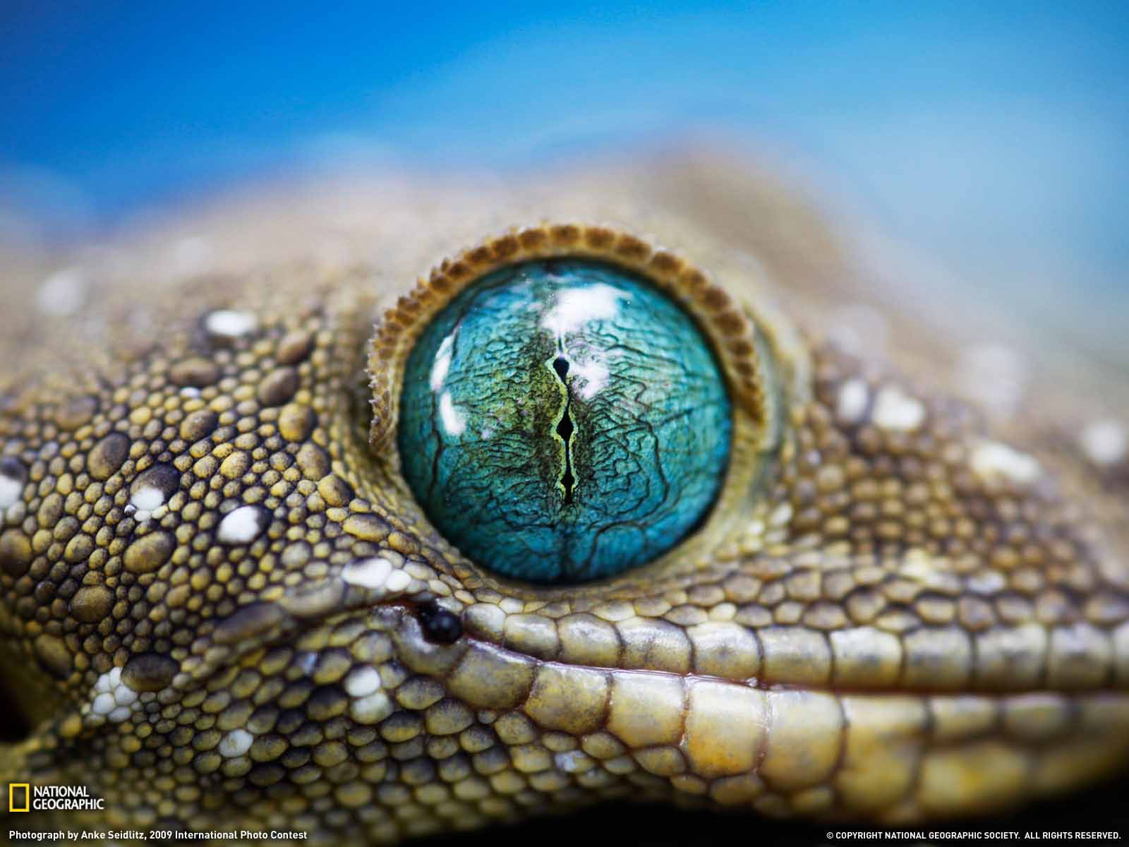 Occhio blu di geco, 1600x1200 HD, PC