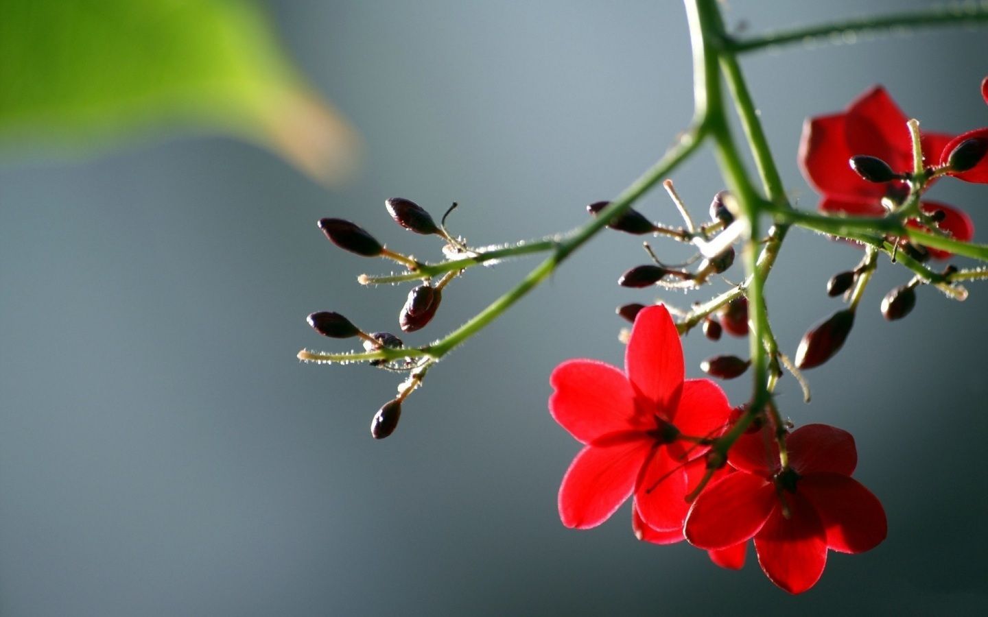 Fiori rossi con boccioli neri, 1440x900 HD, Desktop