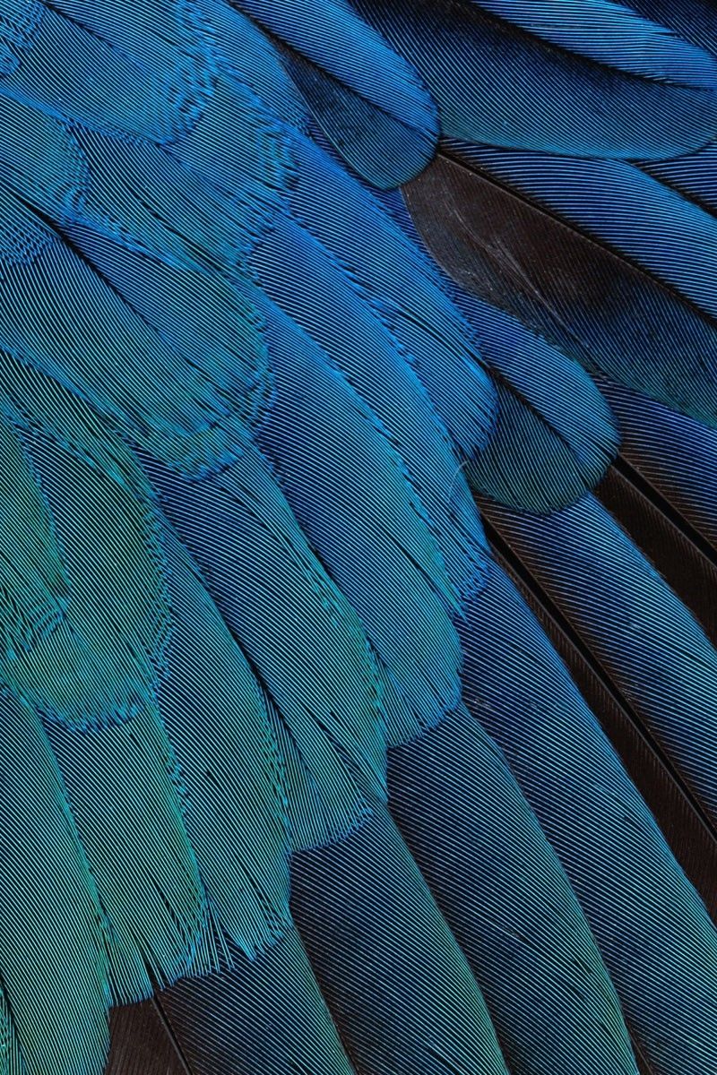 Piume blu di uccello, 800x1200 Full HD Verticale, Smartphone