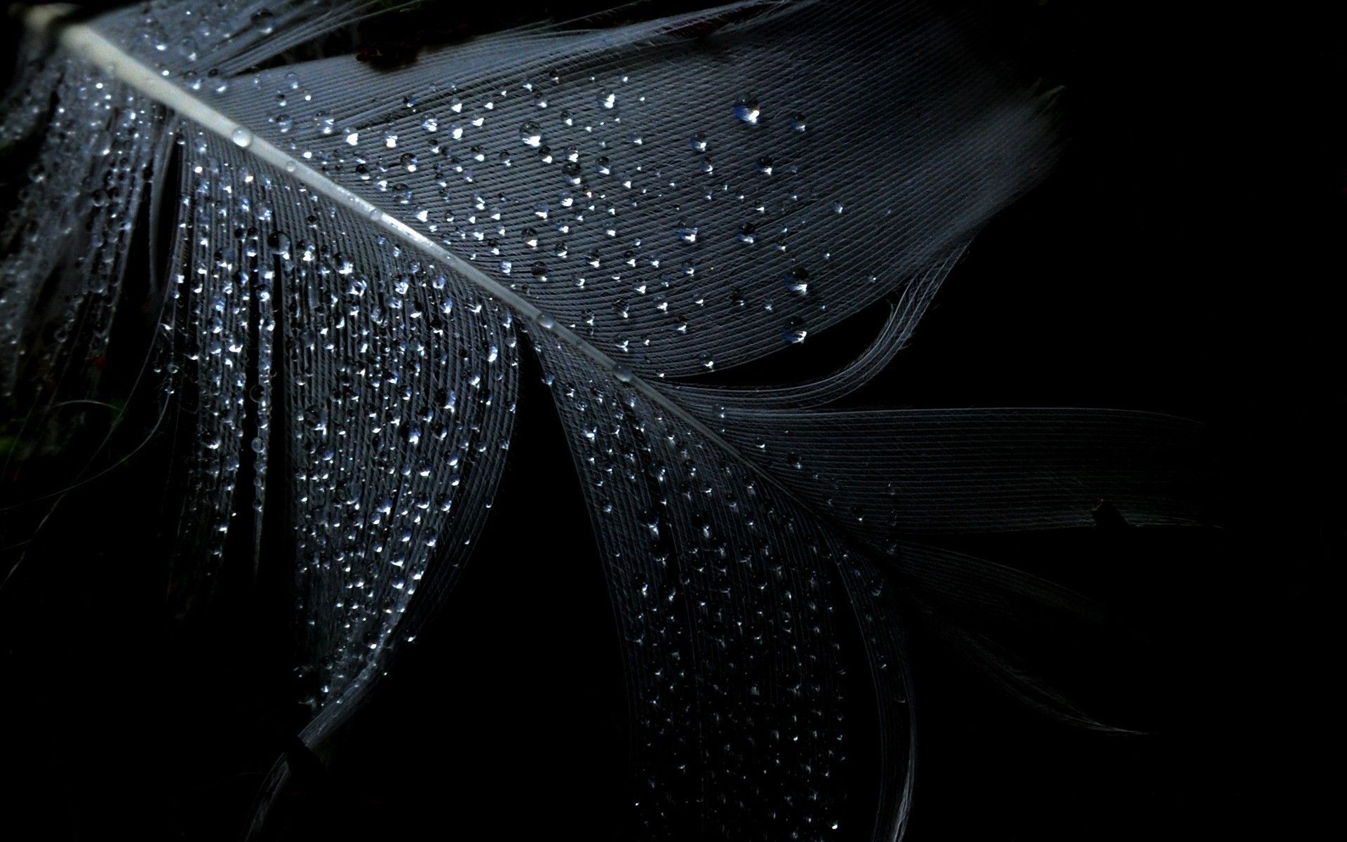 Piuma nera con gocce d'acqua, 1920x1200 Full HD+ WUXGA, Desktop