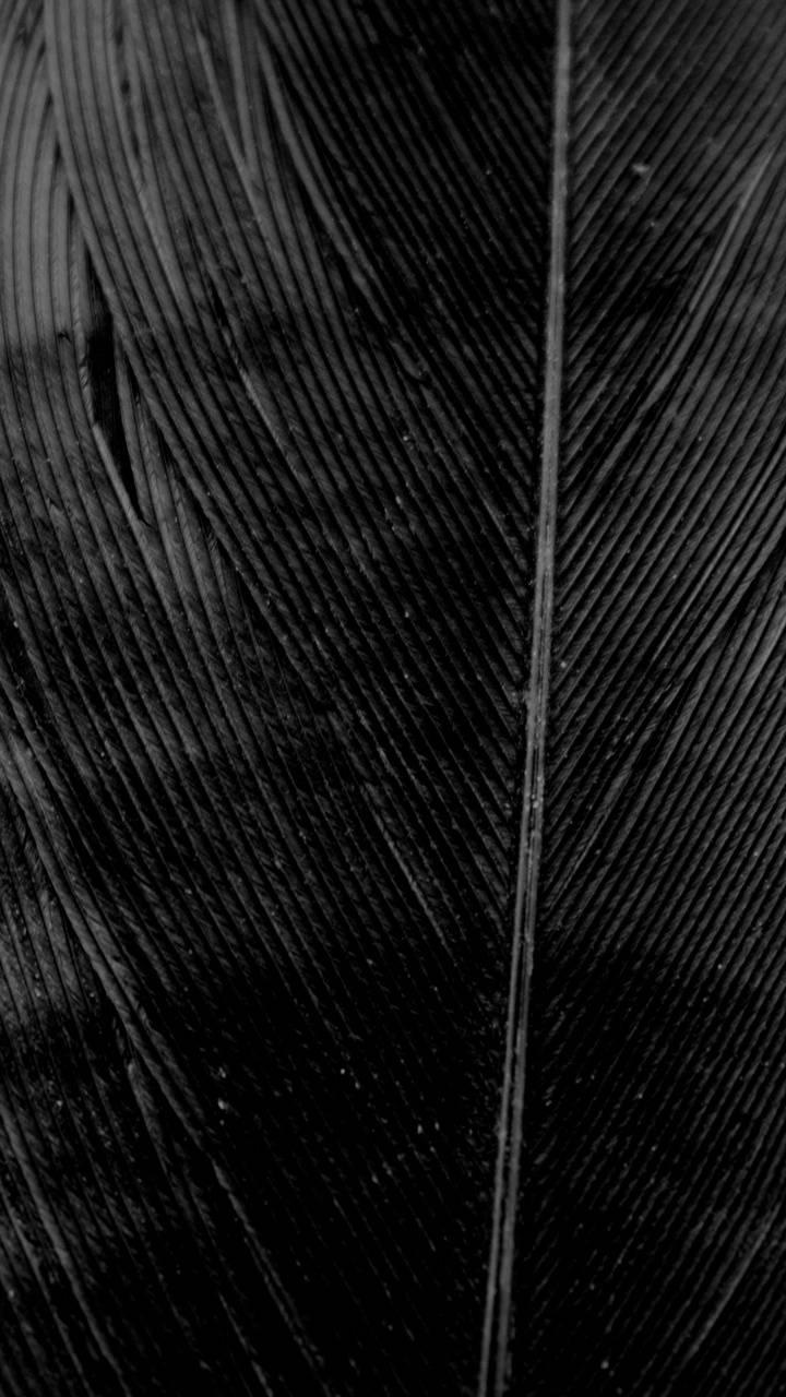 Piuma nera macro, 720x1280 Verticale, Mobile
