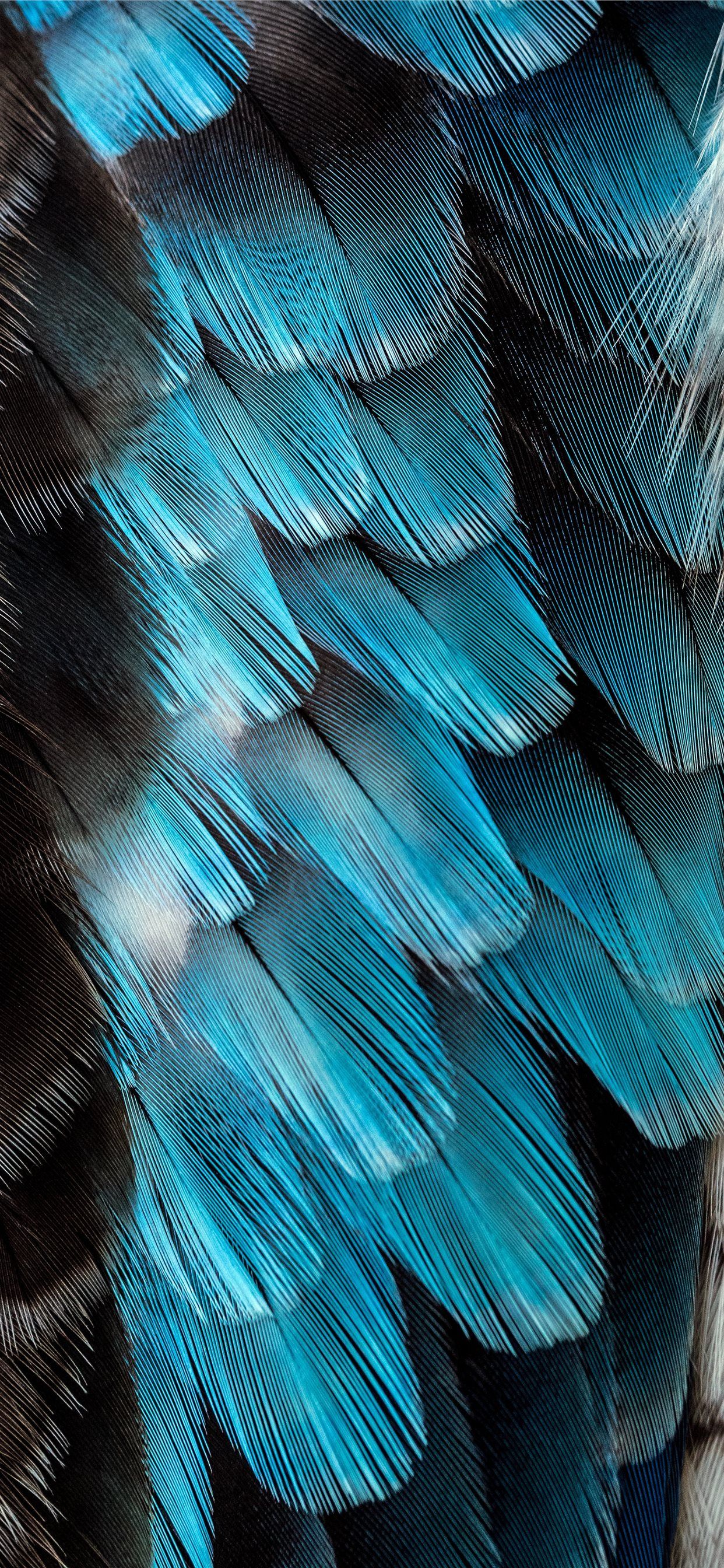 Piuma nera e blu, 1242x2688 Full HD Verticale, Smartphone