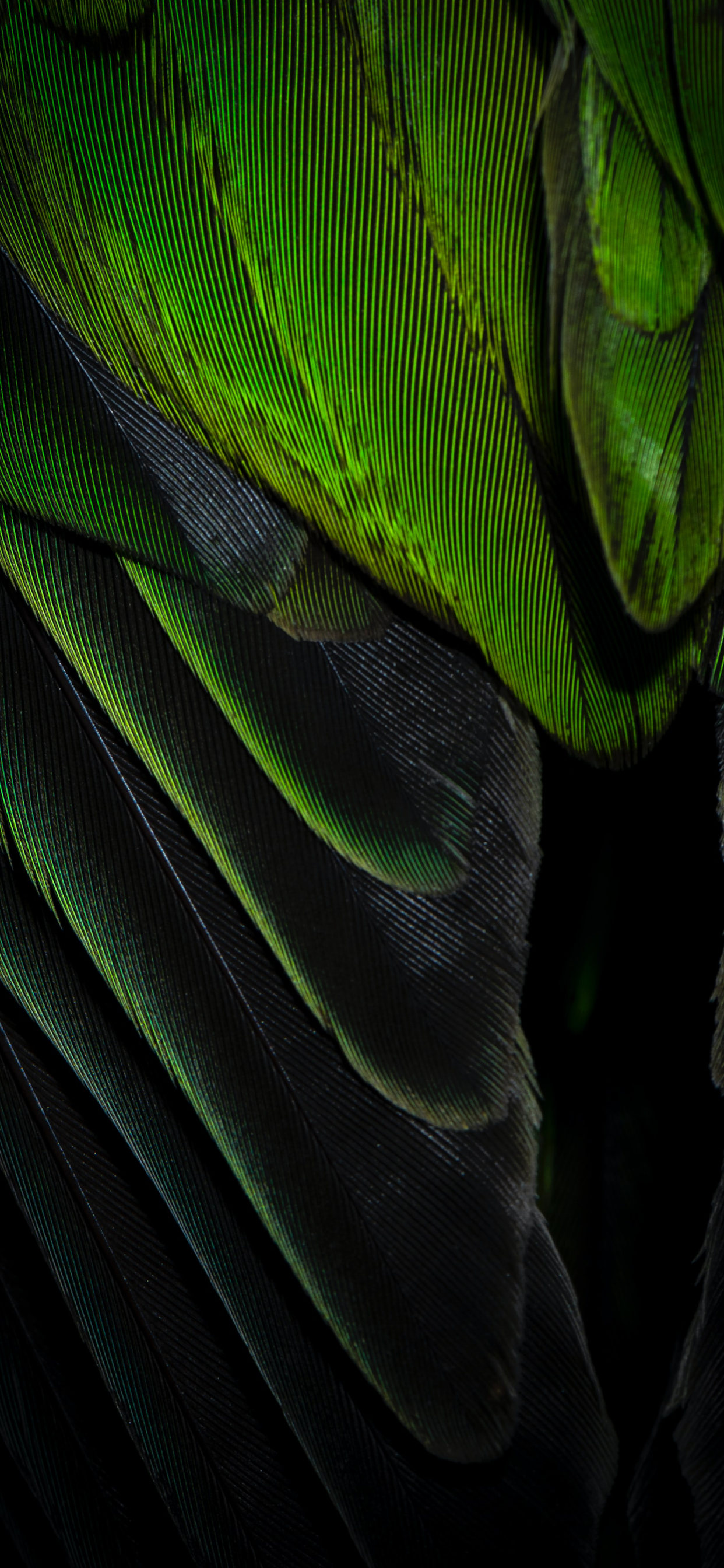 Piuma verde e nera, 1242x2688 Full HD Verticale, iPhone