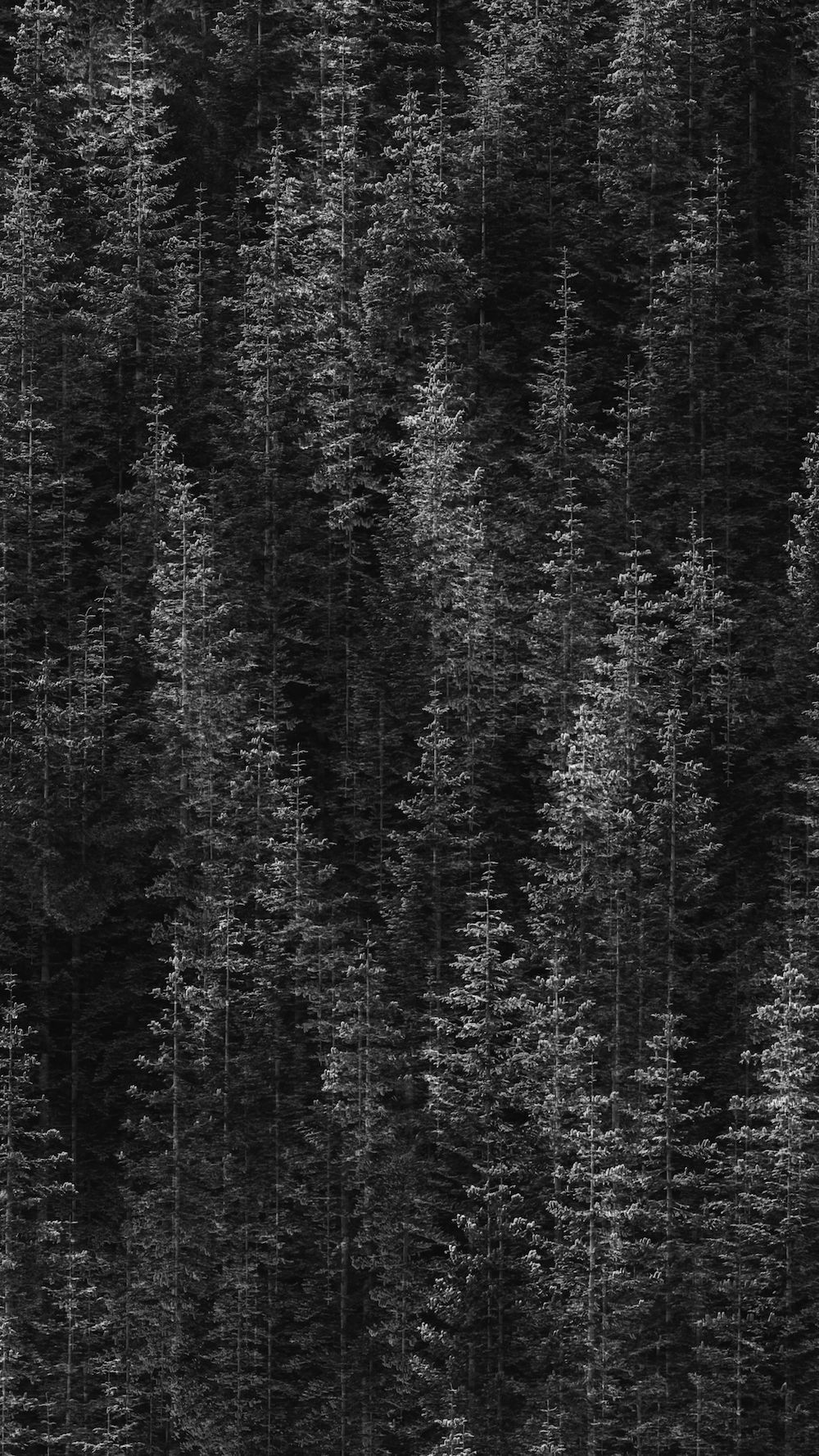Foresta di abeti scuri, 1000x1778 Full HD Verticale, Smartphone