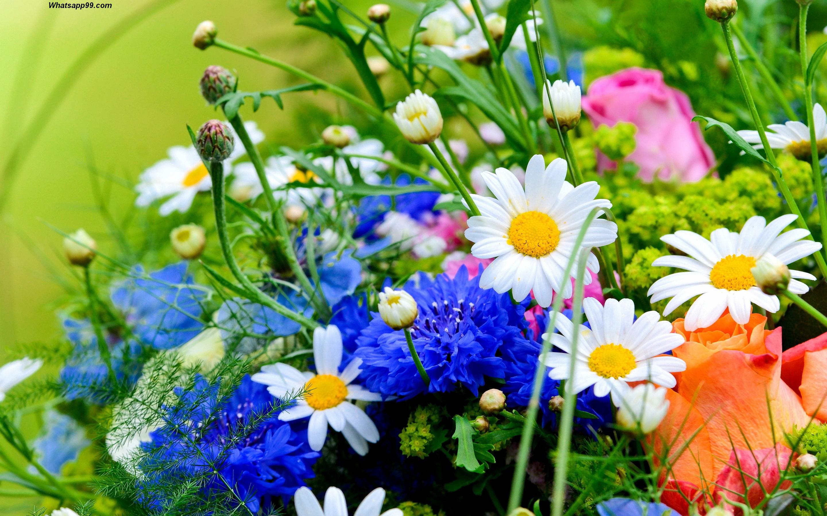 Bouquet fiori campo margherite, 2880x1800 2K+, PC