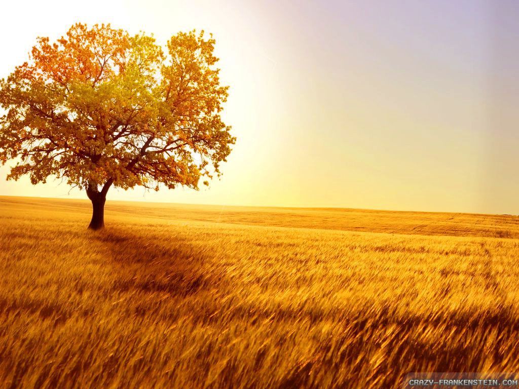 Albero solitario in campo dorato, 1024x768 HD, PC