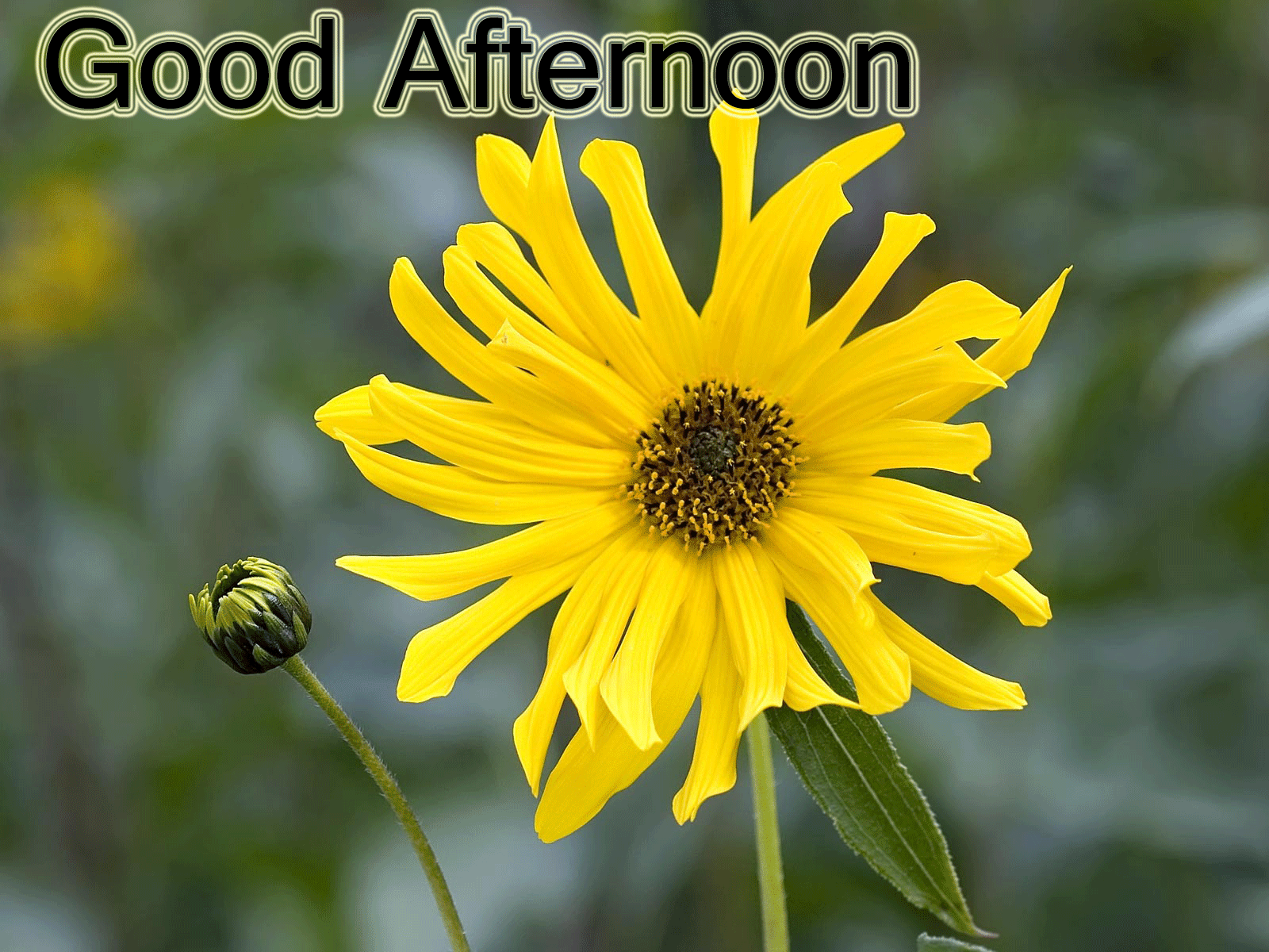 Fiore giallo con testo Good Afternoon, 1600x1200 HD, Laptop