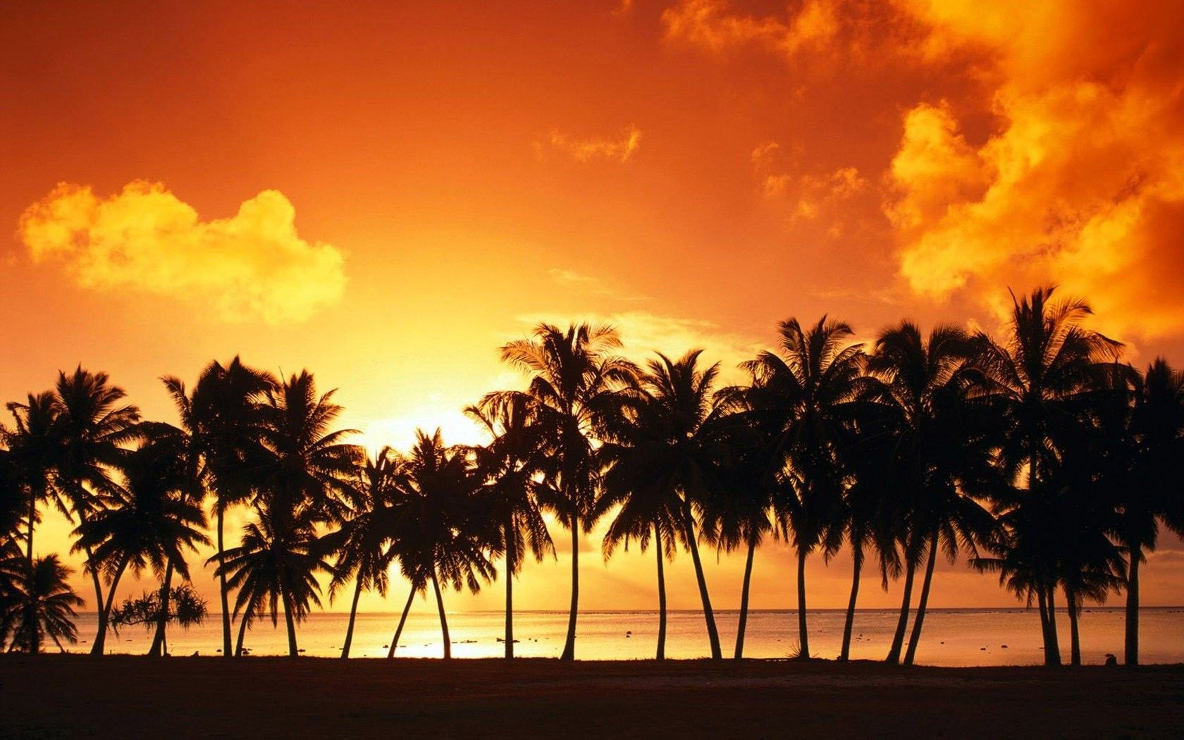 Palme silhouette tramonto arancione, 1680x1050 900p, Desktop