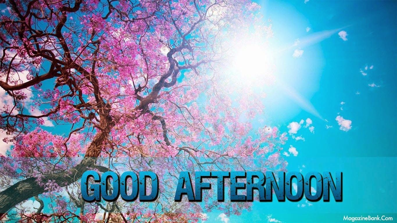 Albero fiorito rosa, cielo blu, 1366x768 HD, Desktop