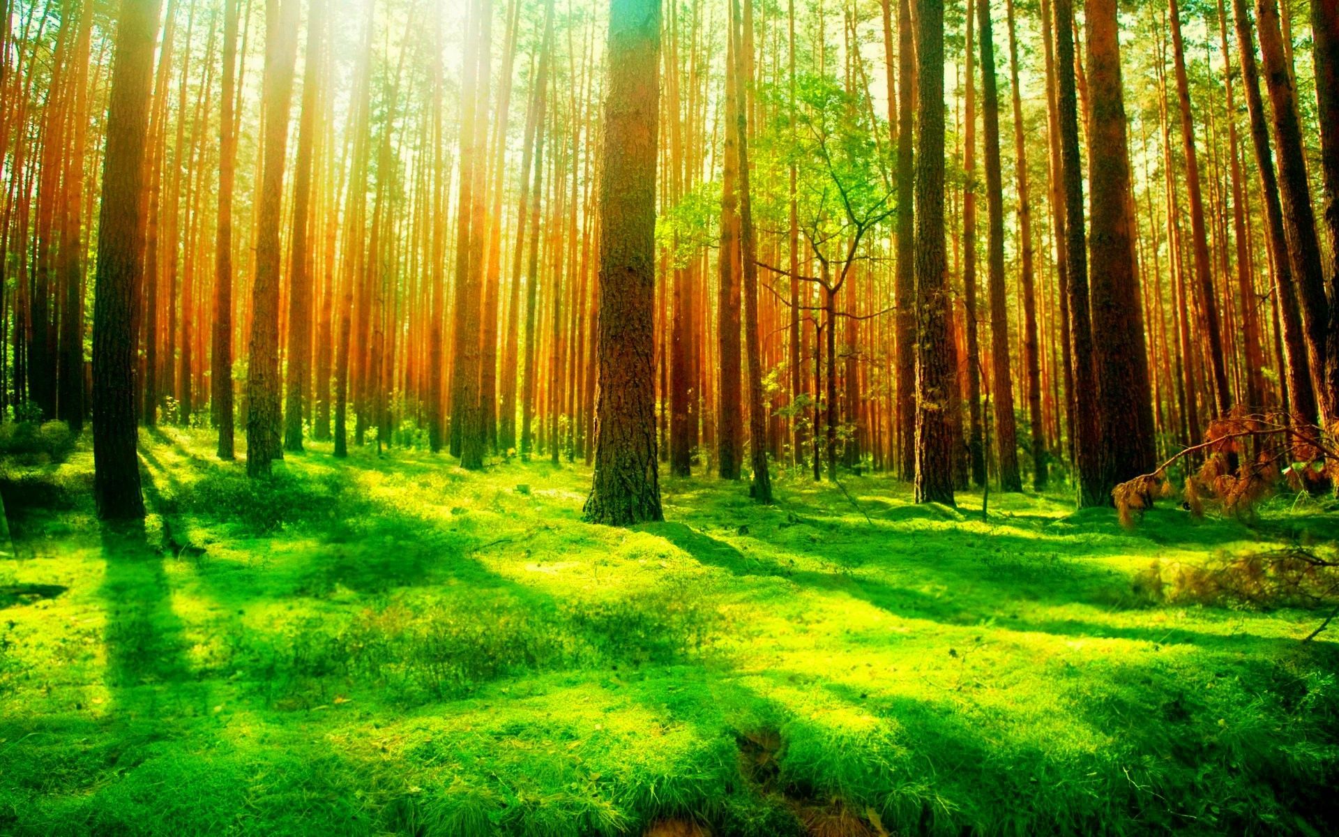 Foresta verde con luce solare, 1920x1200 WUXGA, Laptop