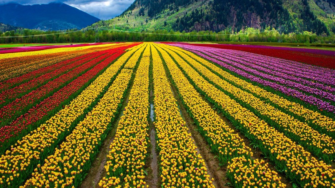 Campo di tulipani colorati, 1366x768 HD, Desktop