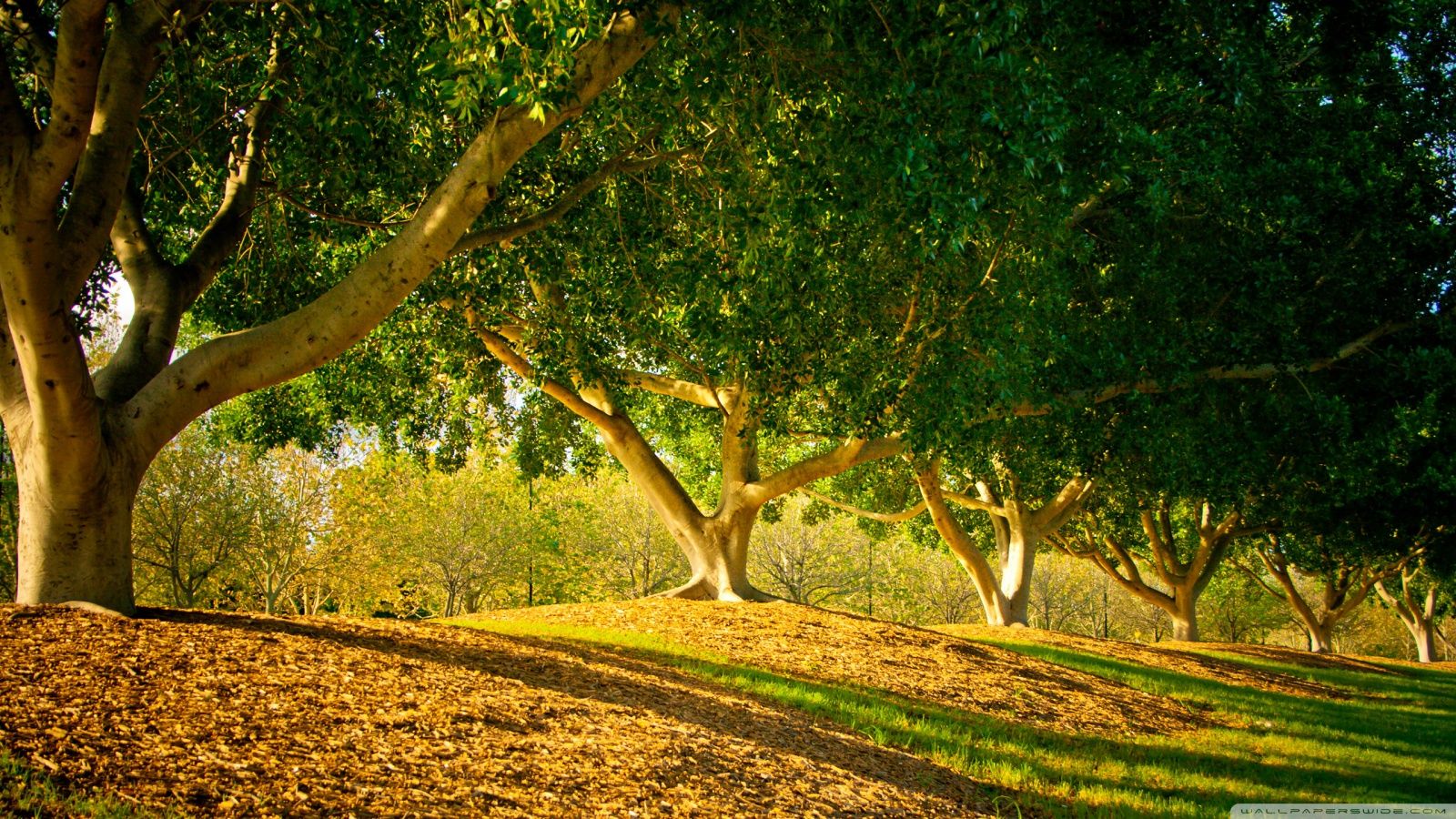 Alberi verdi luce pomeridiana, 1600x900 900p, Desktop