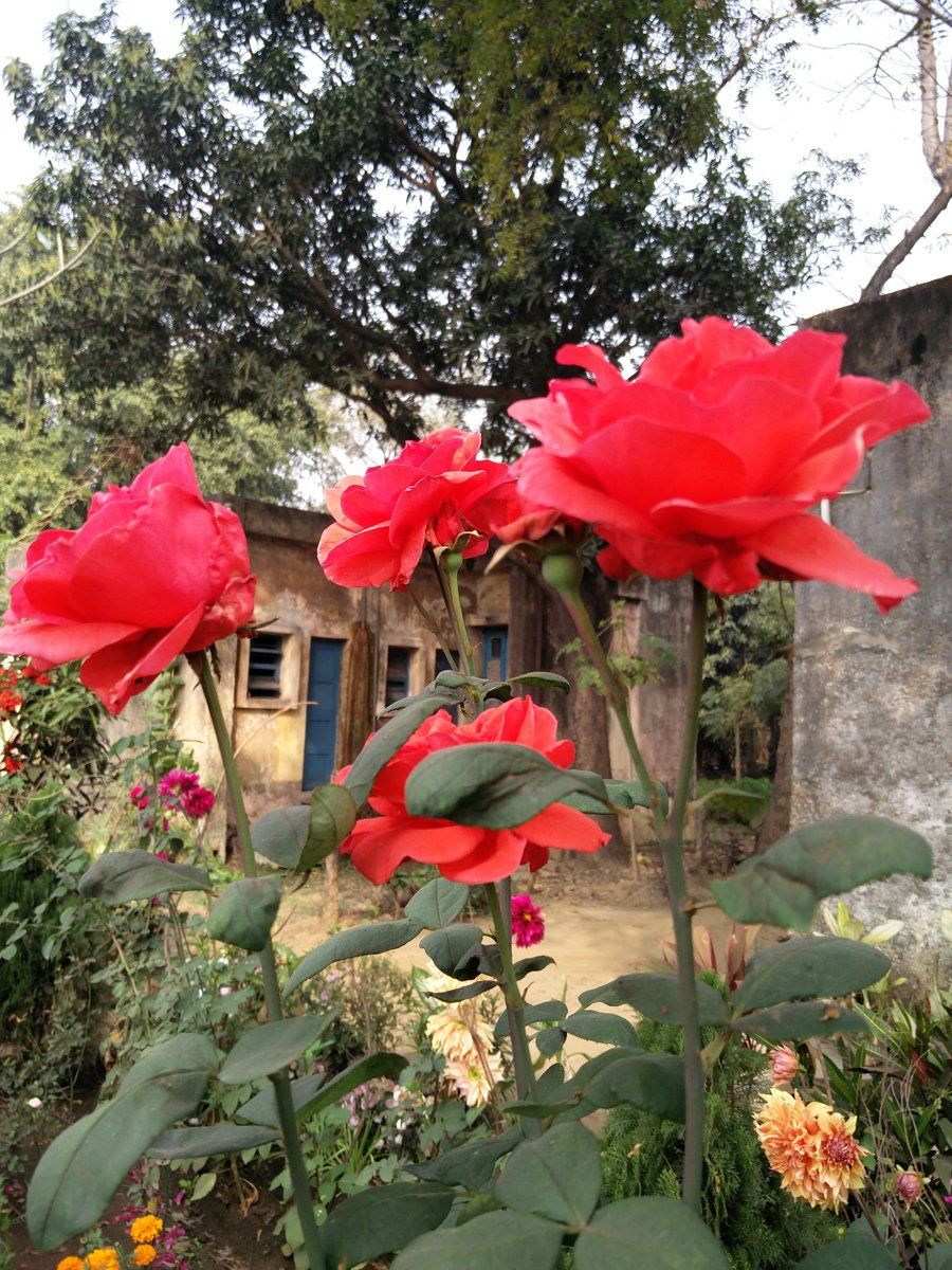 Rose rosse in giardino pomeriggio, 900x1200 Verticale, POCO