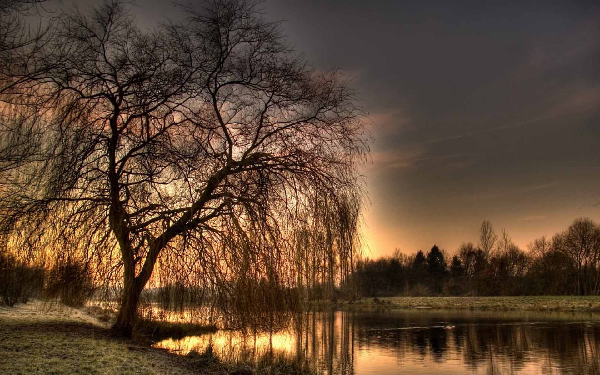 Albero silhouette lago tramonto, 1920x1200 Full HD+, PC