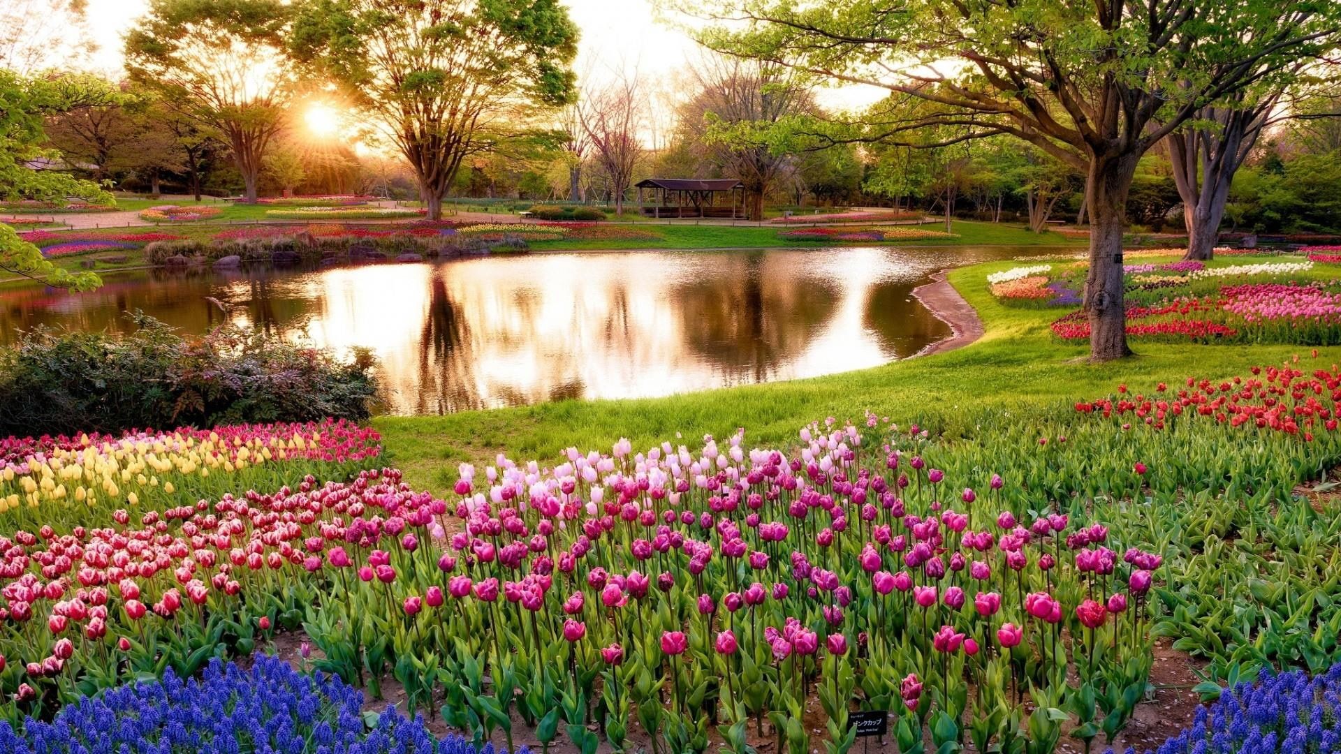 Giardino con tulipani e laghetto, 1920x1080 1080p, Desktop