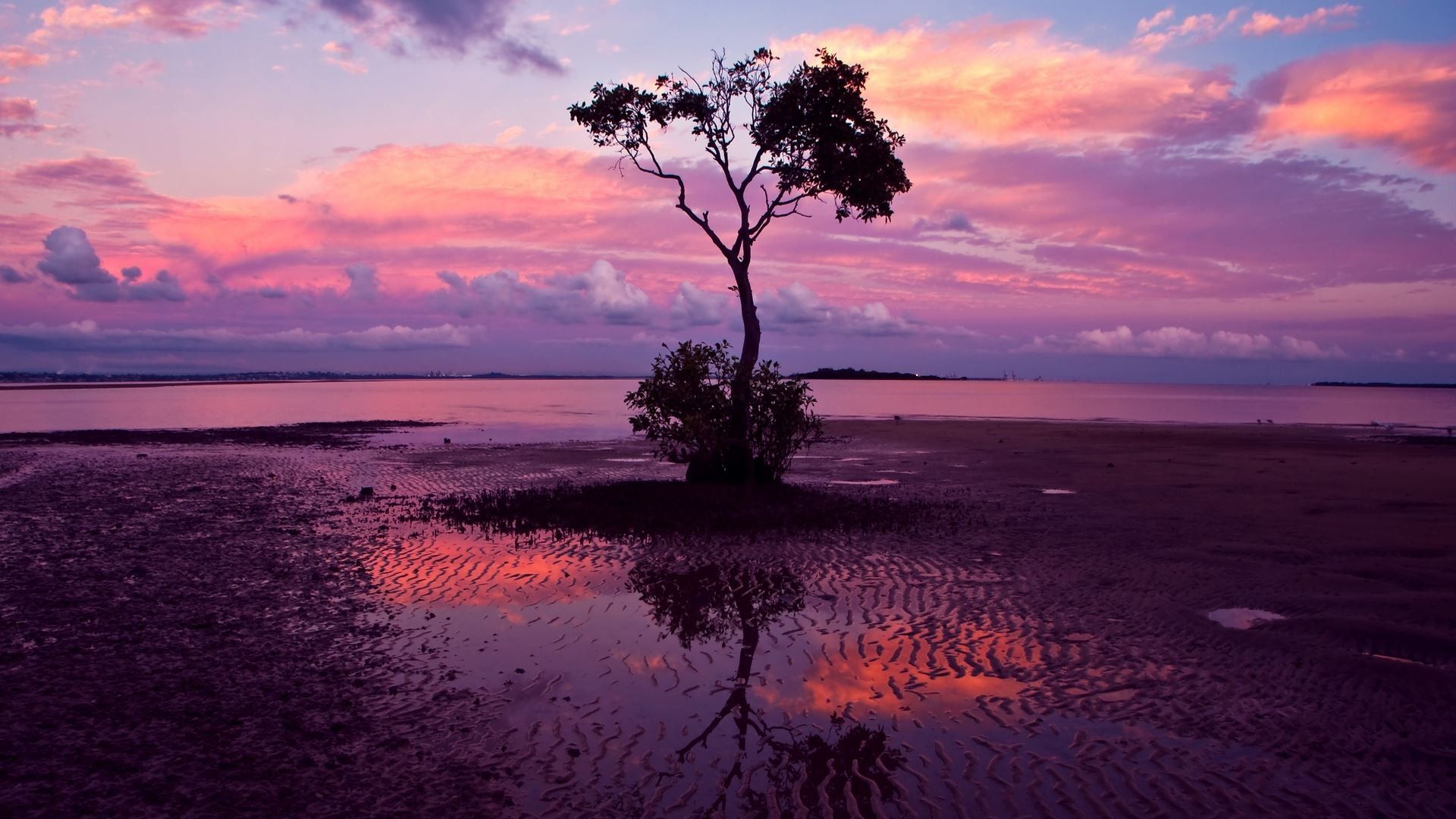 albero solitario tramonto viola, 1920x1080 1080p, Laptop