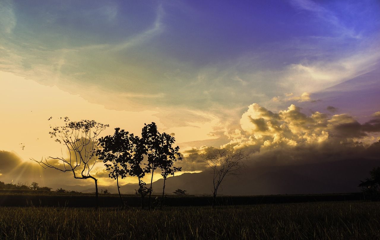 Tramonto campo con alberi silhouette, 1280x810 HD, Notebook Gaming