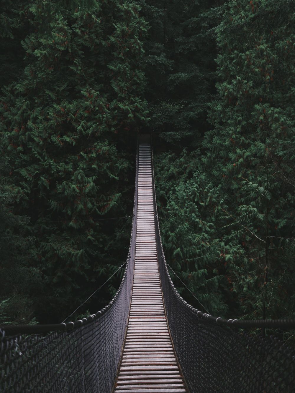 Ponte sospeso nella foresta, 1000x1335 Verticale, Telefono