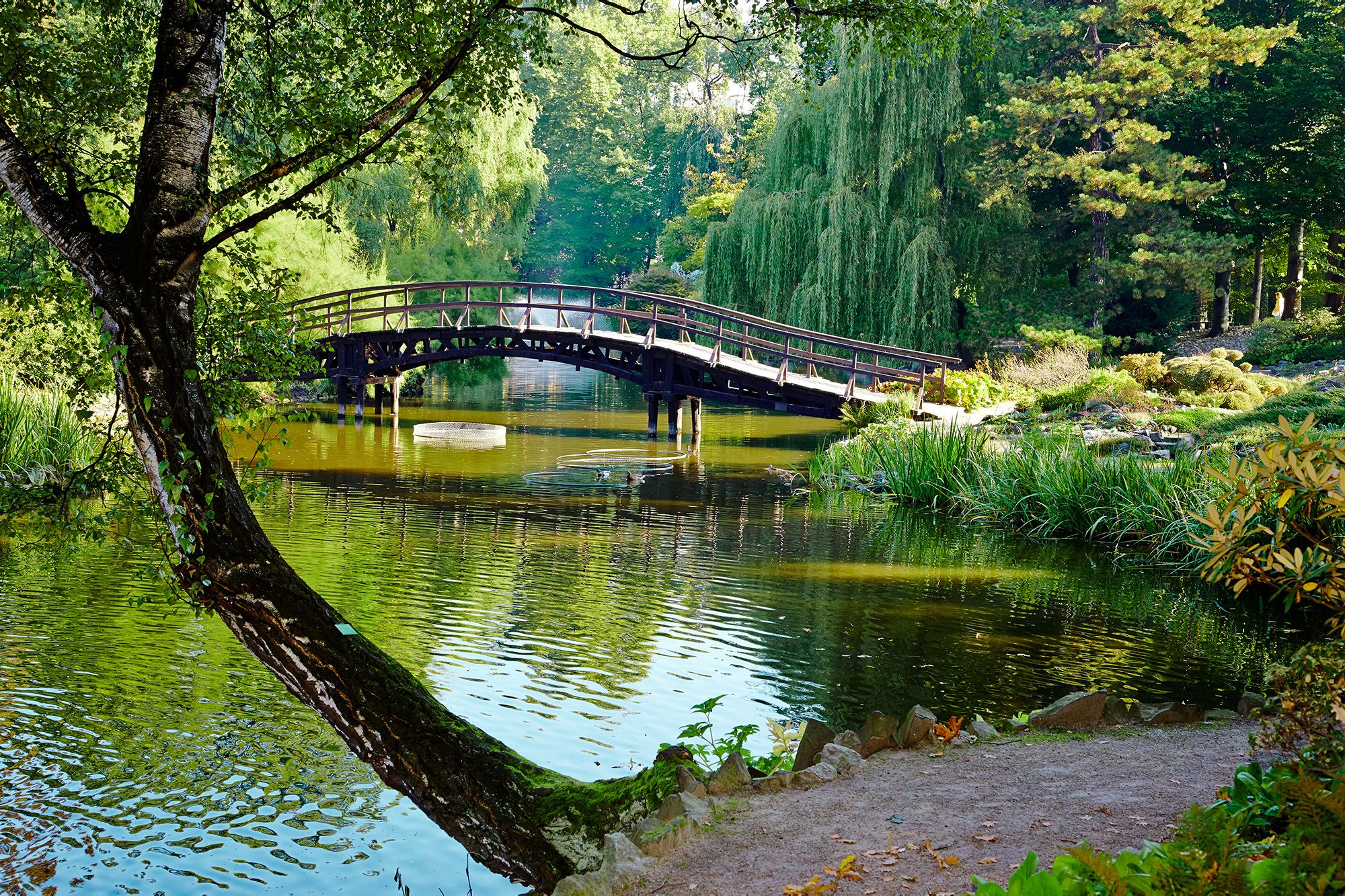 Ponte in legno su laghetto, 2000x1333 Hi-Res, PC