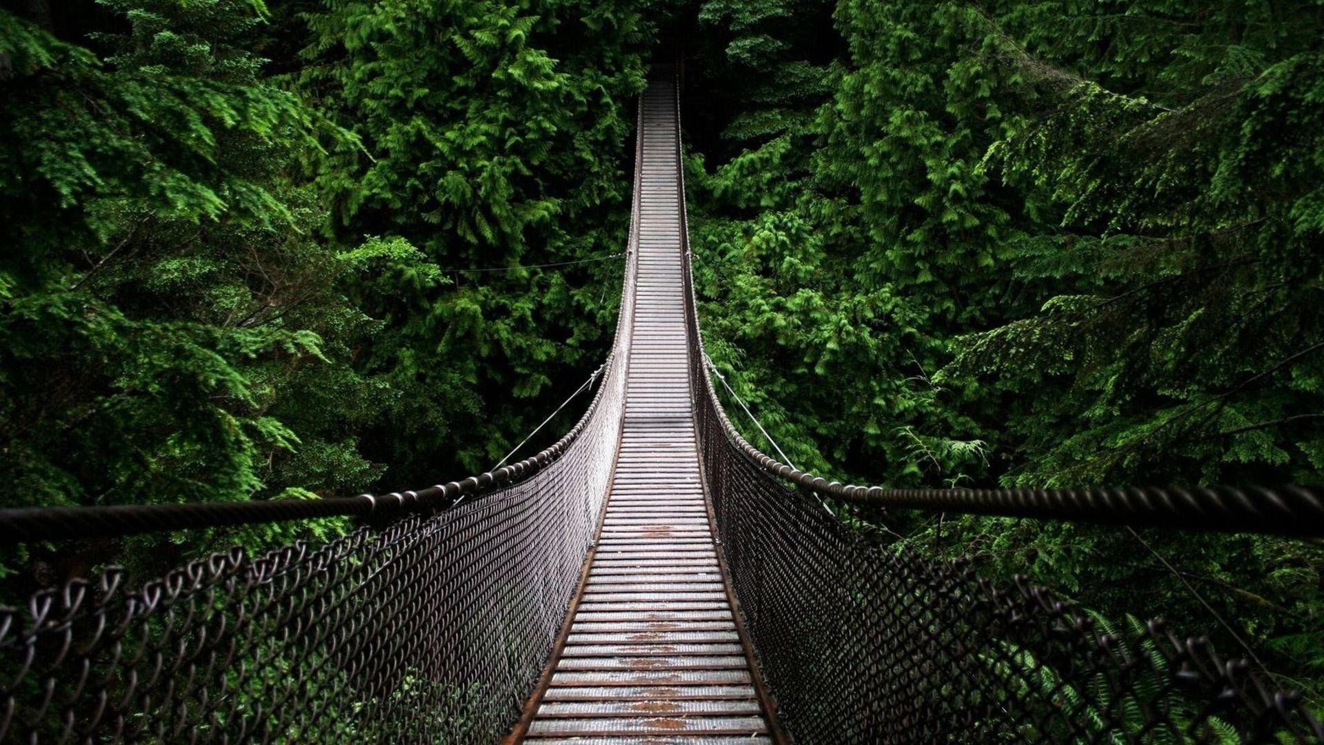 Ponte sospeso nella foresta, 1920x1080 1080p, Desktop