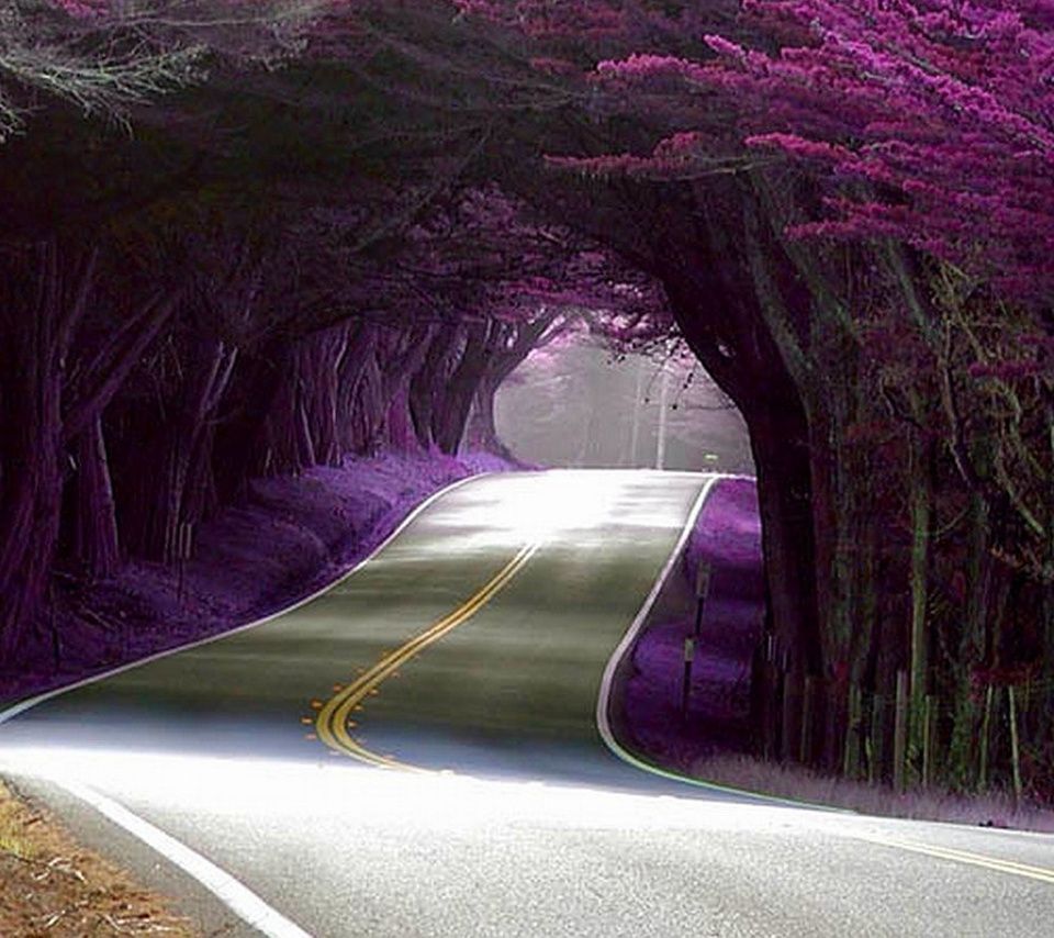 strada tra alberi viola, 960x854 HD, Desktop