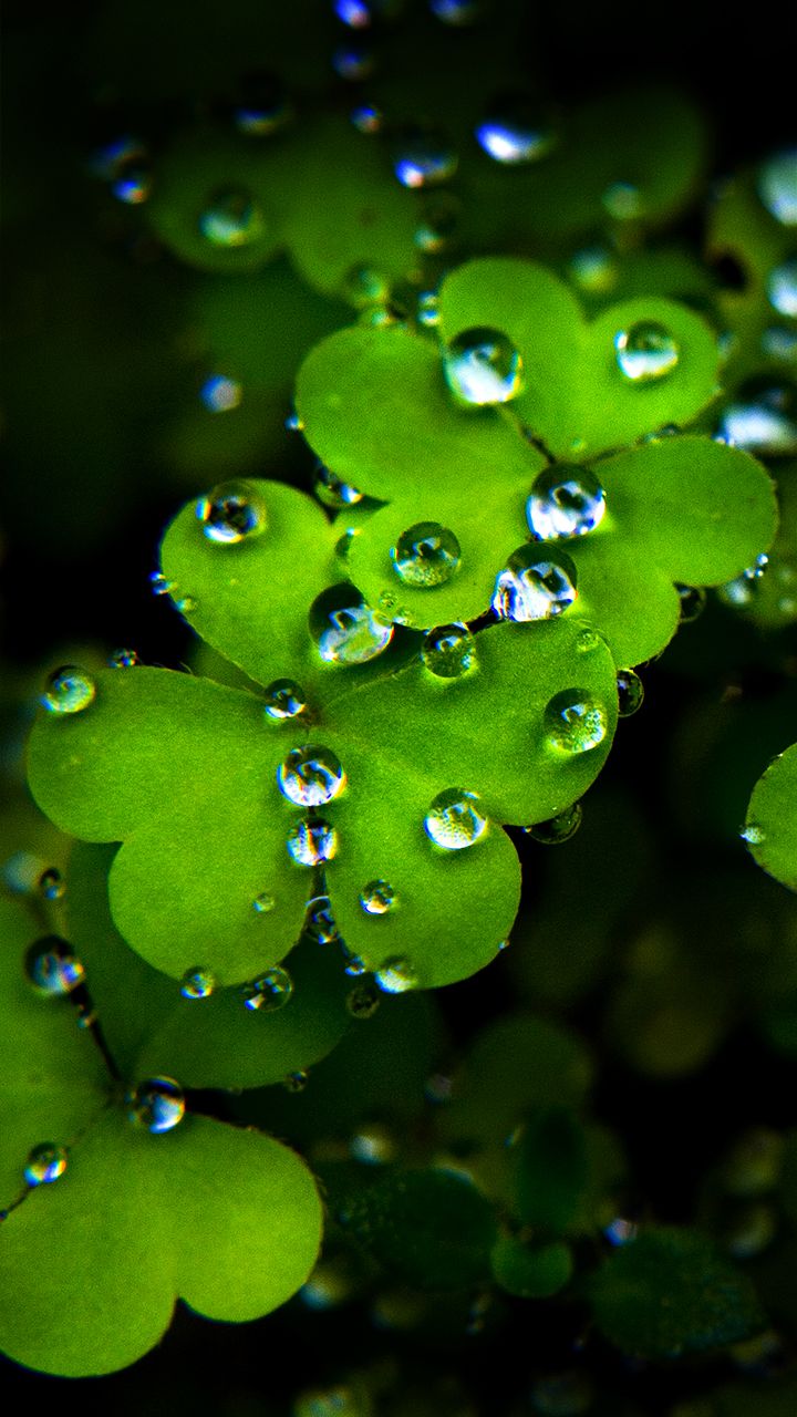 Trifoglio con gocce d'acqua, 720x1280 Full HD Verticale, iPhone