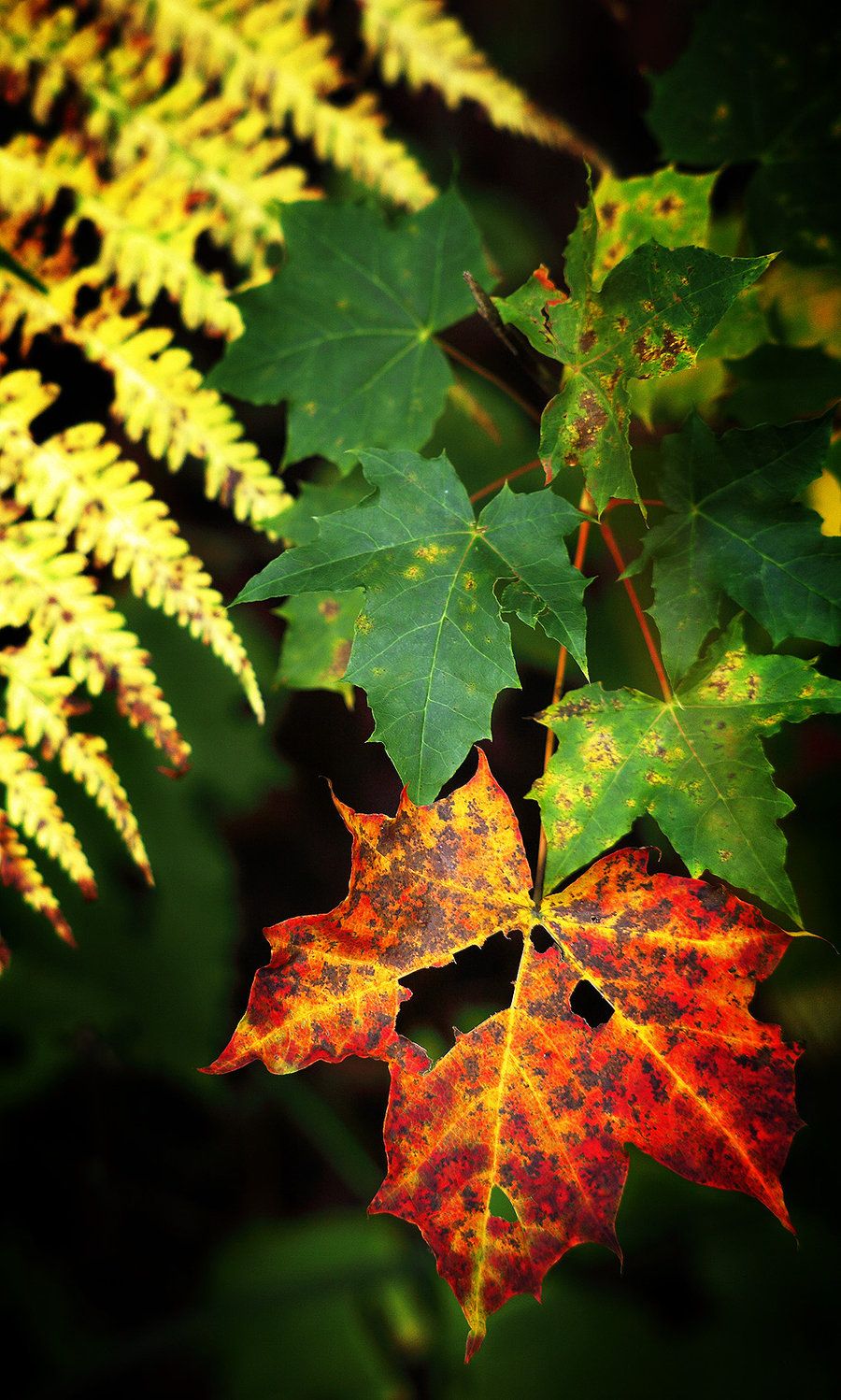 Foglia autunnale rossa e felce, 900x1498 Full HD Verticale, iPhone