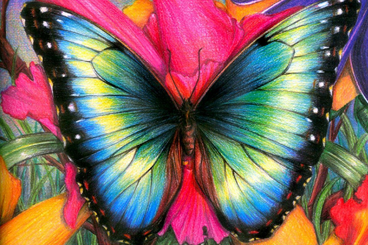 Farfalla colorata su fiori, 1200x800 HD, HP Laptop