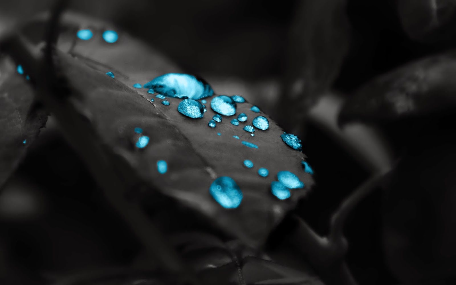 Gocce d'acqua blu su foglia, 1600x1000 HD Ready, PC