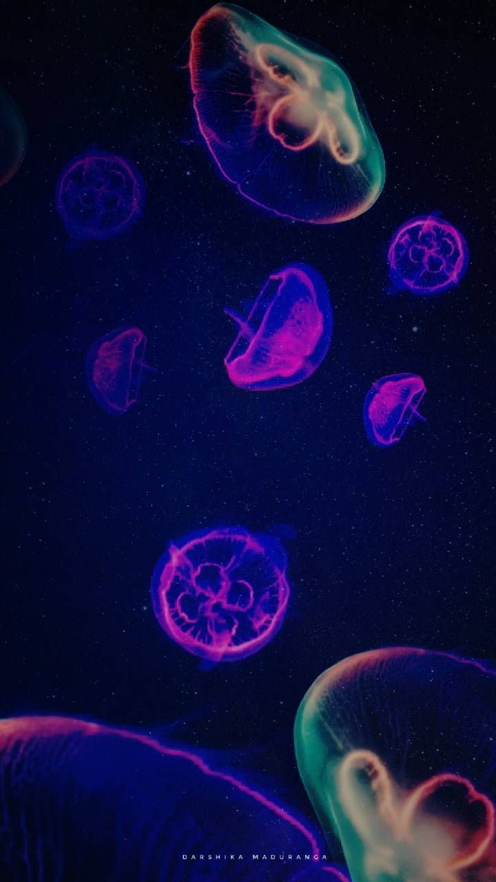 Meduse neon colorate, 720x1280 Full HD Verticale, Samsung Galaxy