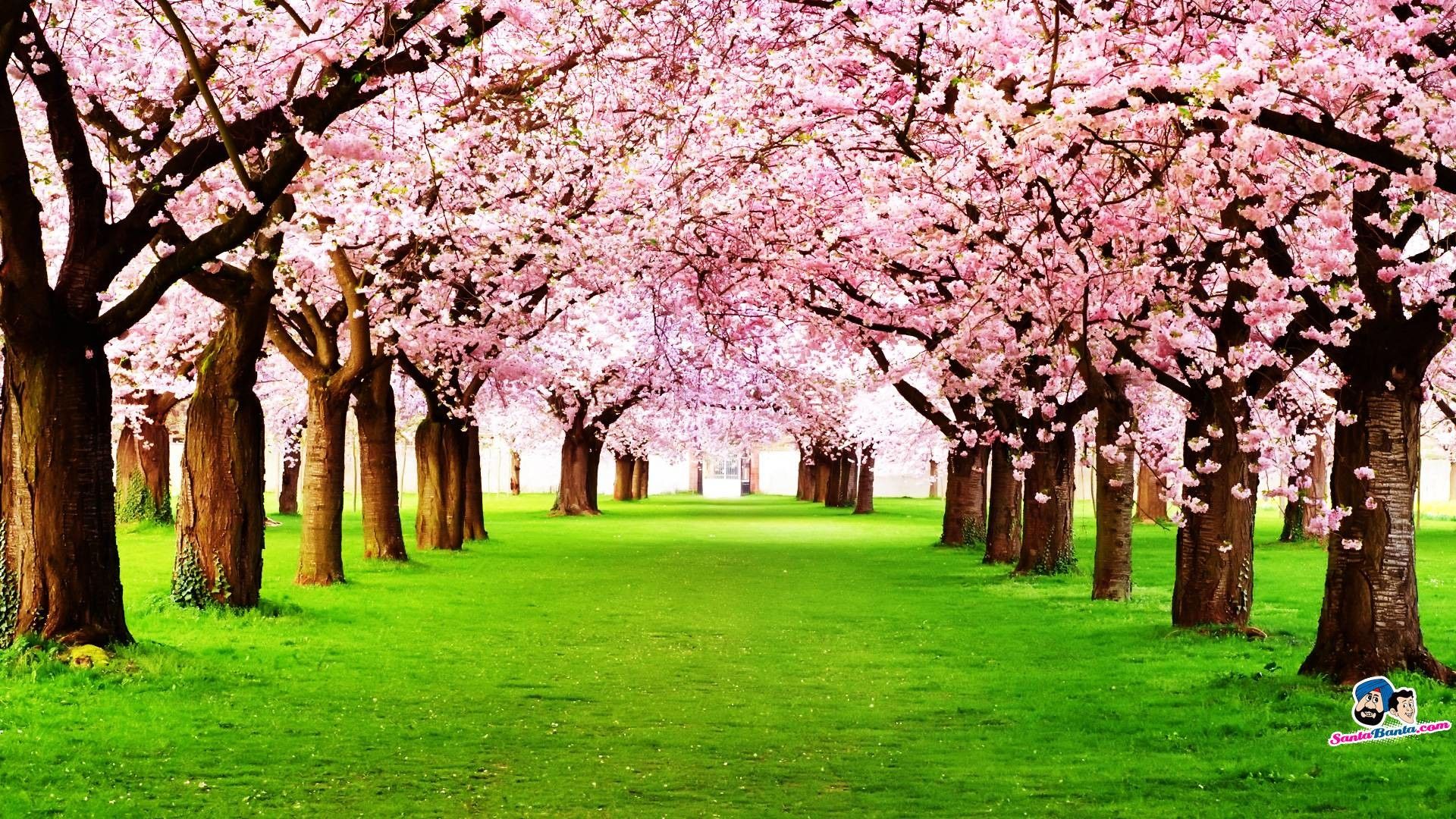 Alberi di ciliegio in fiore, 1920x1080 1080p, Desktop