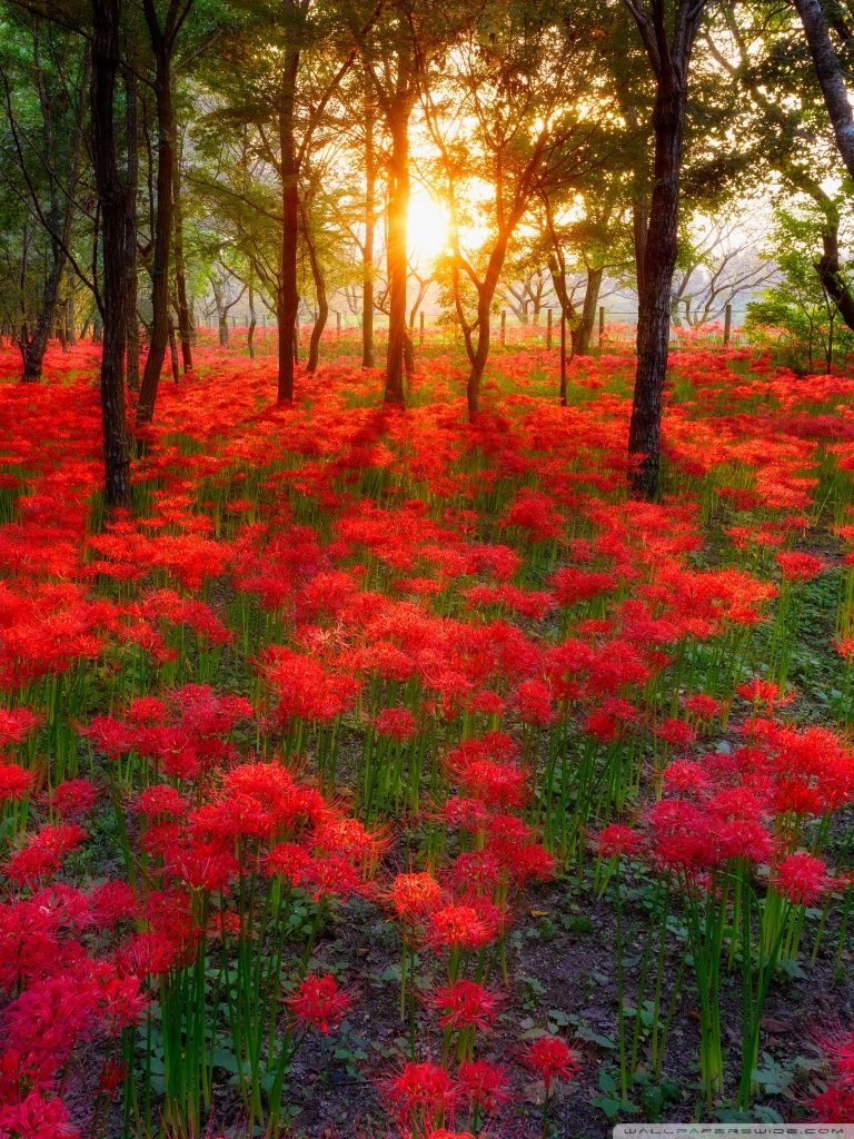 Fiori rossi tramonto nel bosco, 768x1024 Full HD Verticale, Smartphone