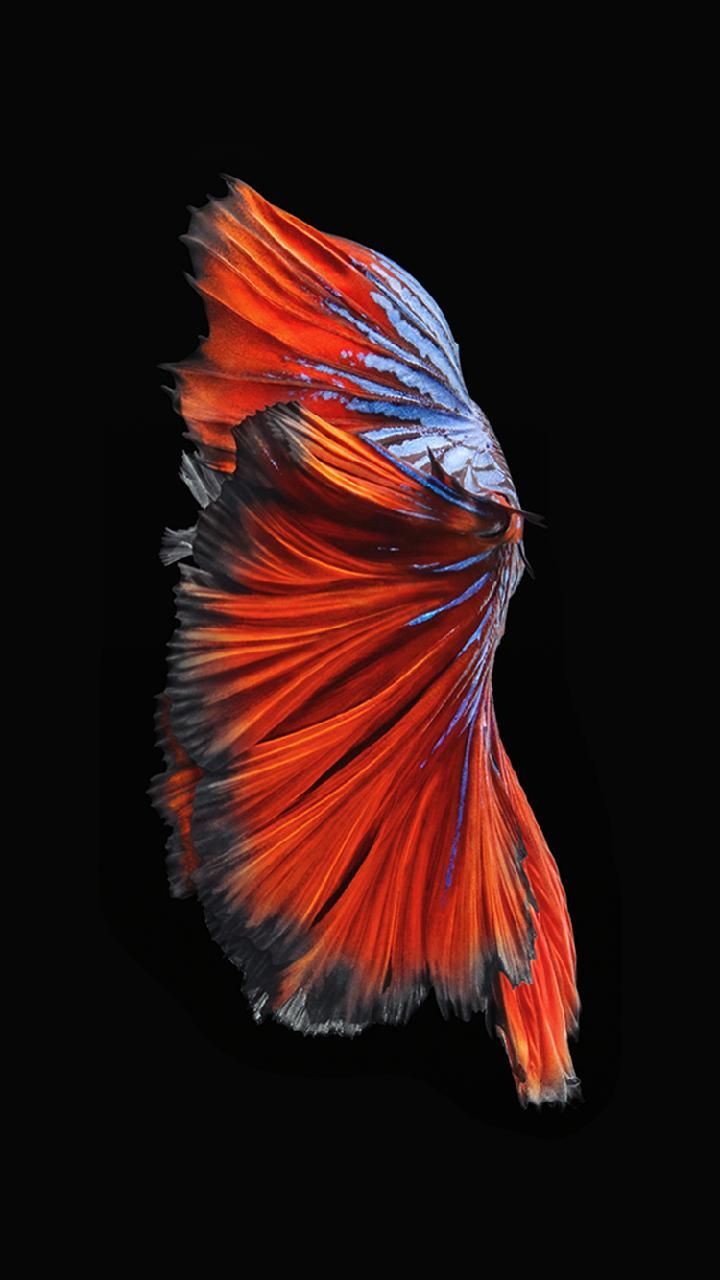 Pesce betta coda arancione, 720x1280 Verticale, Telefono