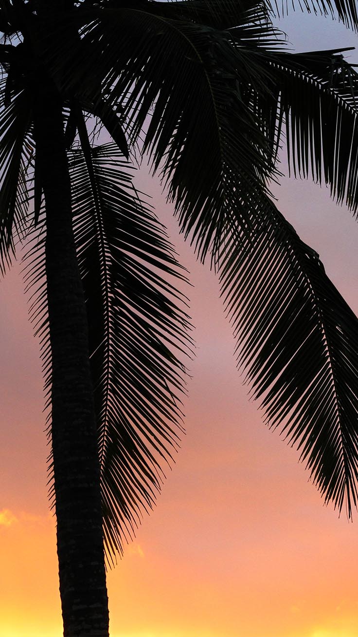 palma tramonto silhouette, 736x1308 Full HD Verticale, iPhone