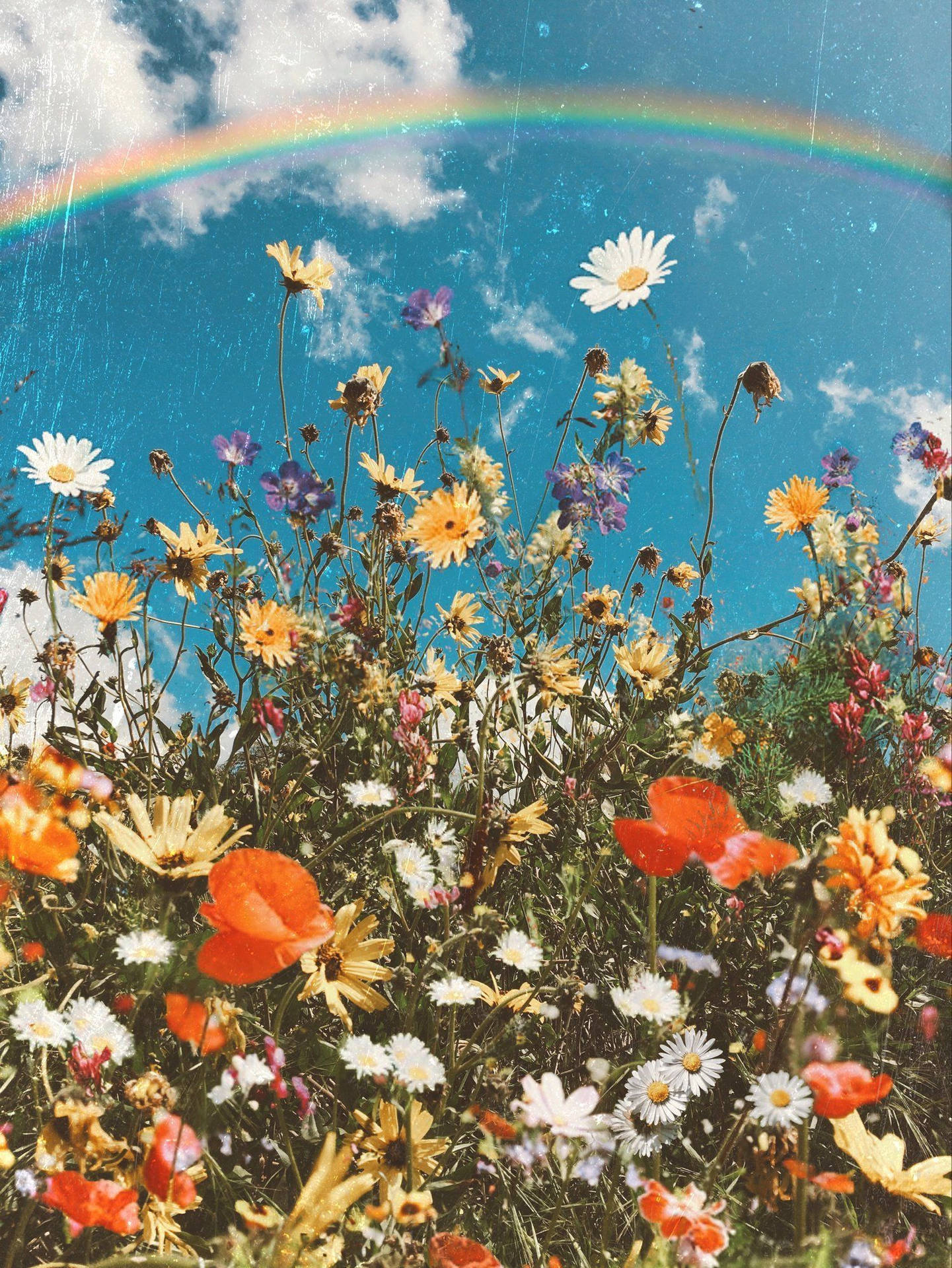 Fiori colorati con arcobaleno, 1441x1920 Full HD Verticale, Smartphone