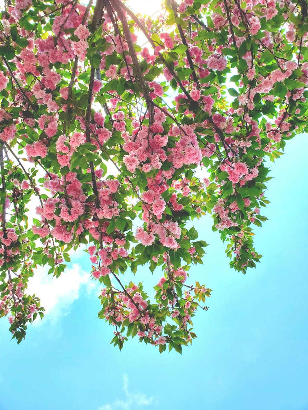 Fiori di ciliegio rosa primaverili, 1000x1333 Verticale, Mobile