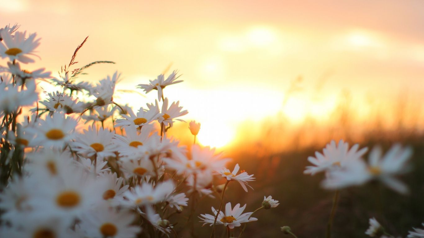 Margherite al tramonto, 1366x768 720p, Laptop