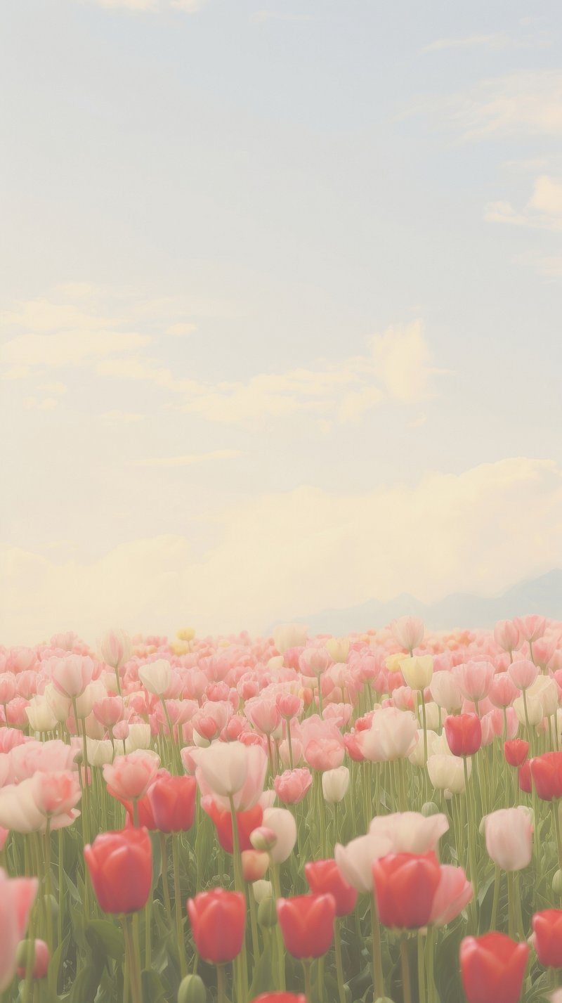 Campo di tulipani rosa, 800x1427 Full HD Verticale, Smartphone