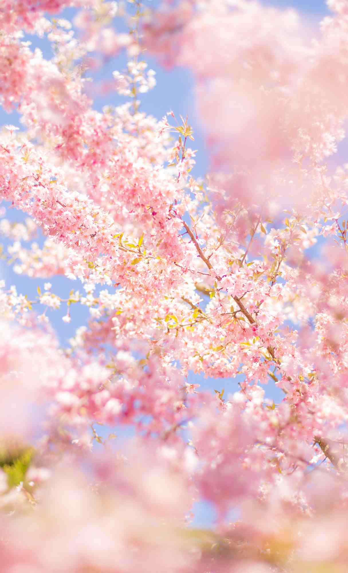 Fiori di ciliegio rosa, 1215x2000 Verticale, Telefono