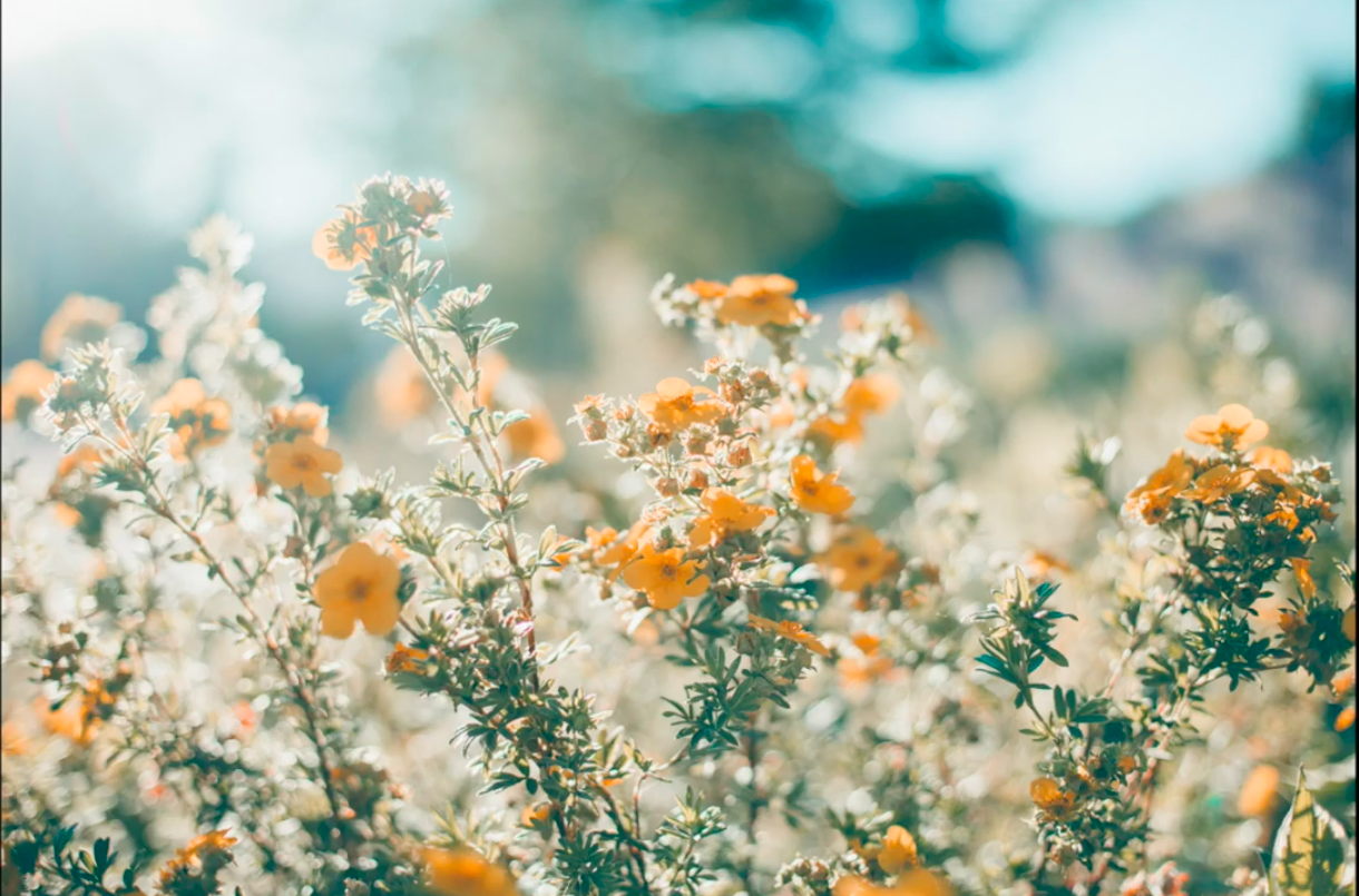 Fiori bianchi e arancioni primaverili, 1220x805 HD, PC