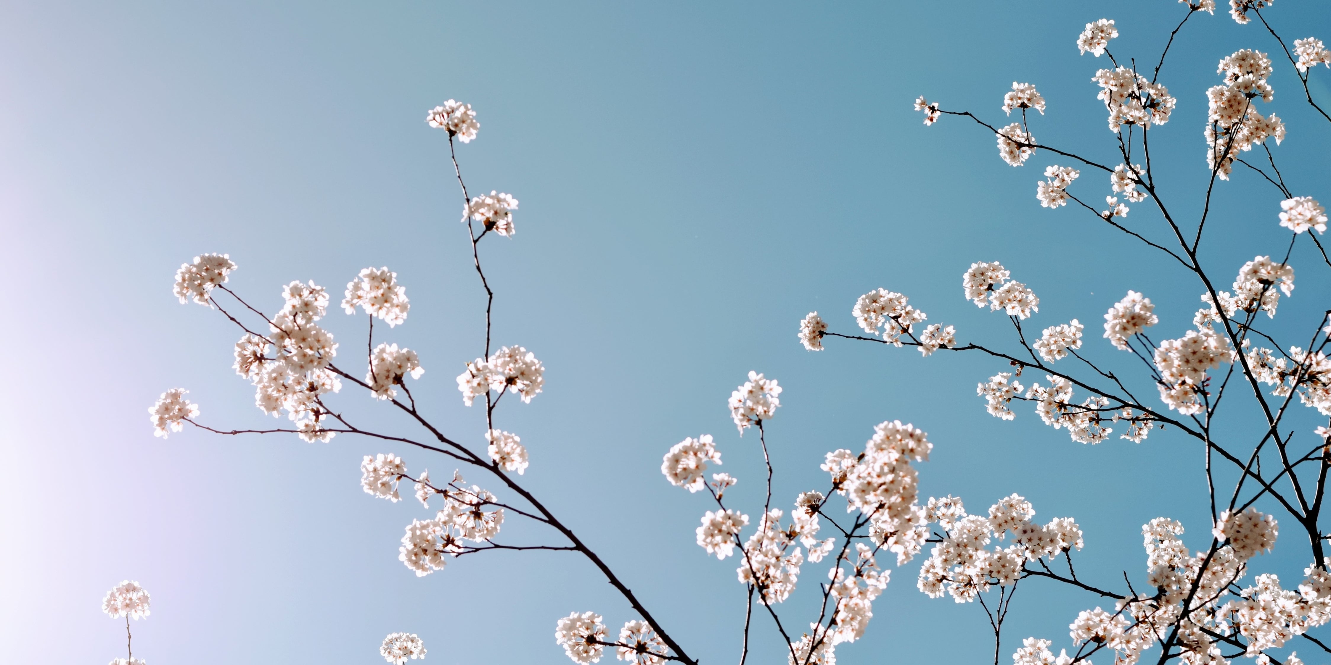 Fiori di ciliegio cielo azzurro, 4496x2248 Ultra HD, 4K TV