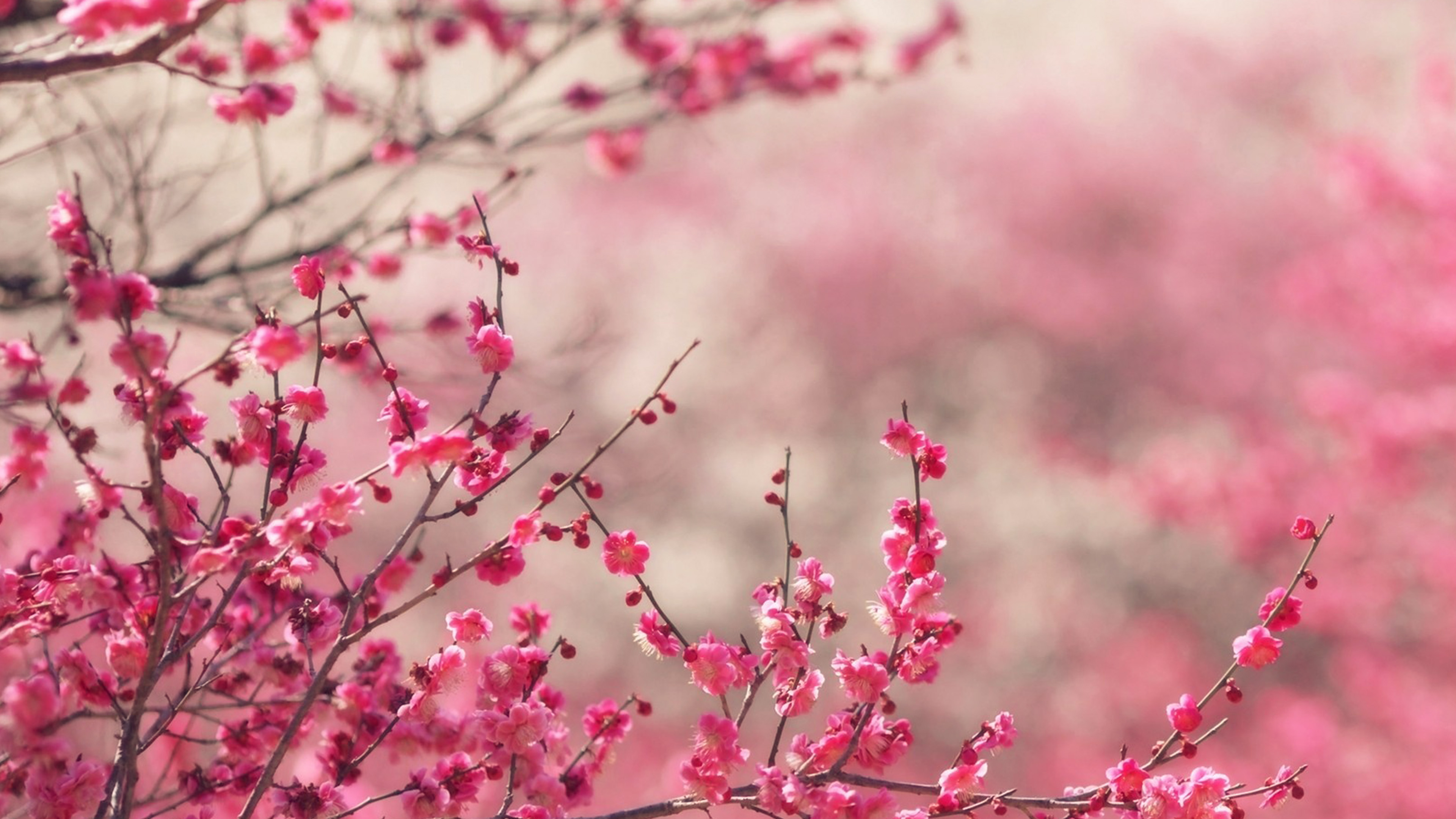 Fiori di ciliegio rosa primaverili, 3840x2160 UHD, PC 4K