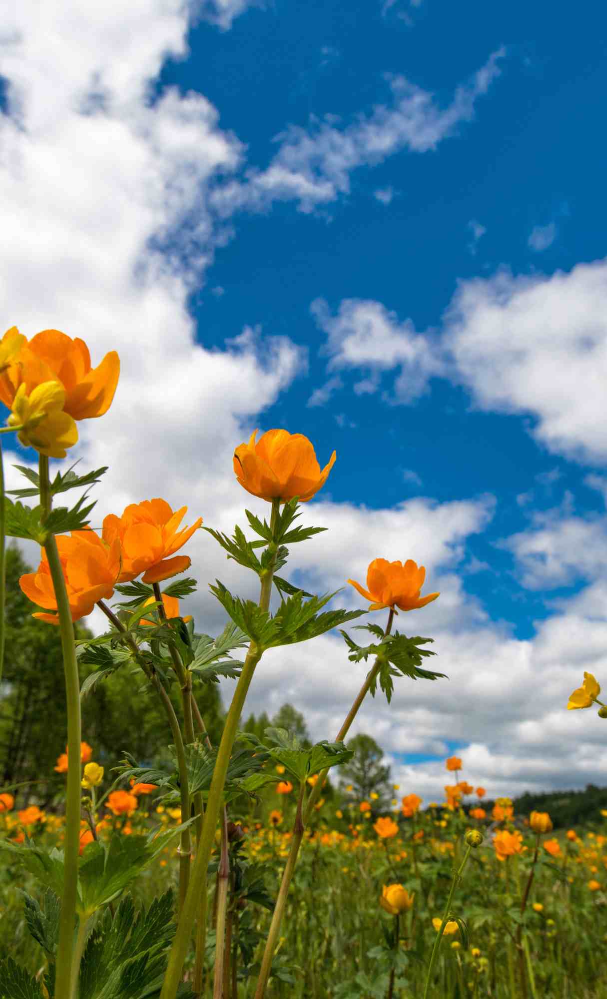 Fiori arancioni prato cielo, 1215x2000 Verticale, Telefono