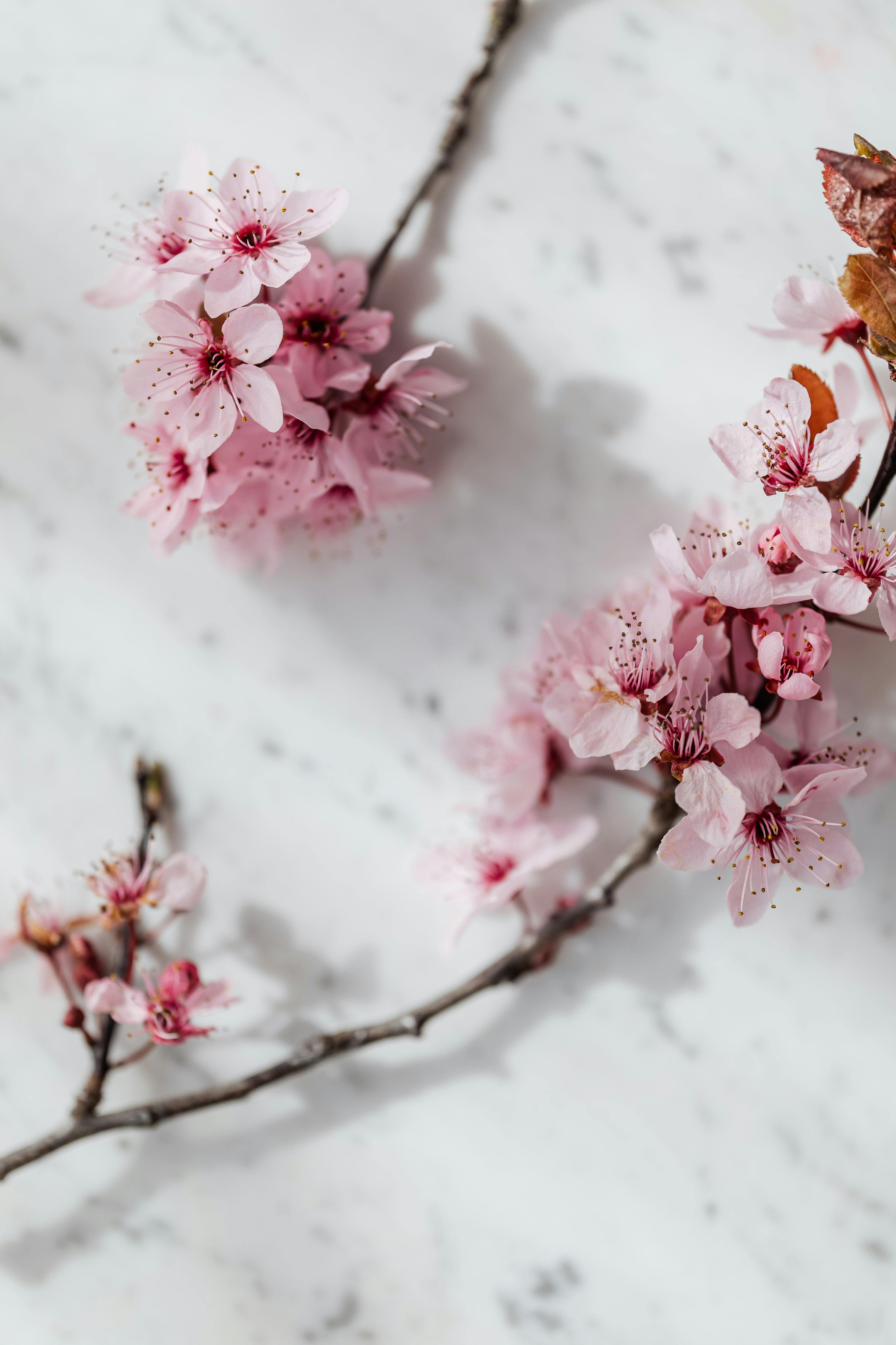 Fiori di ciliegio rosa, 4480x6720 Verticale, Telefono