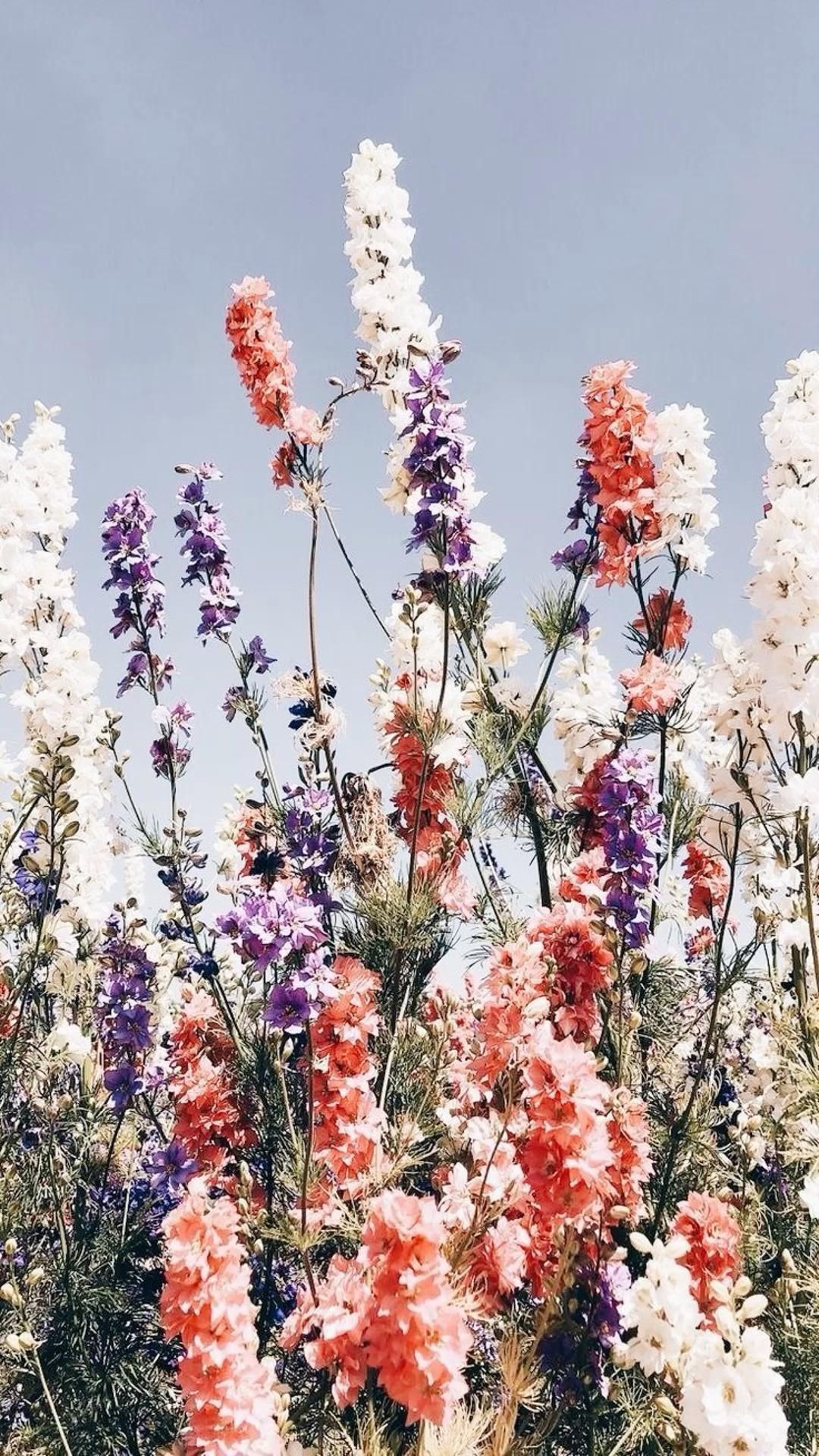 Fiori di delphinium colorati, 1080x1920 Verticale, Mobile