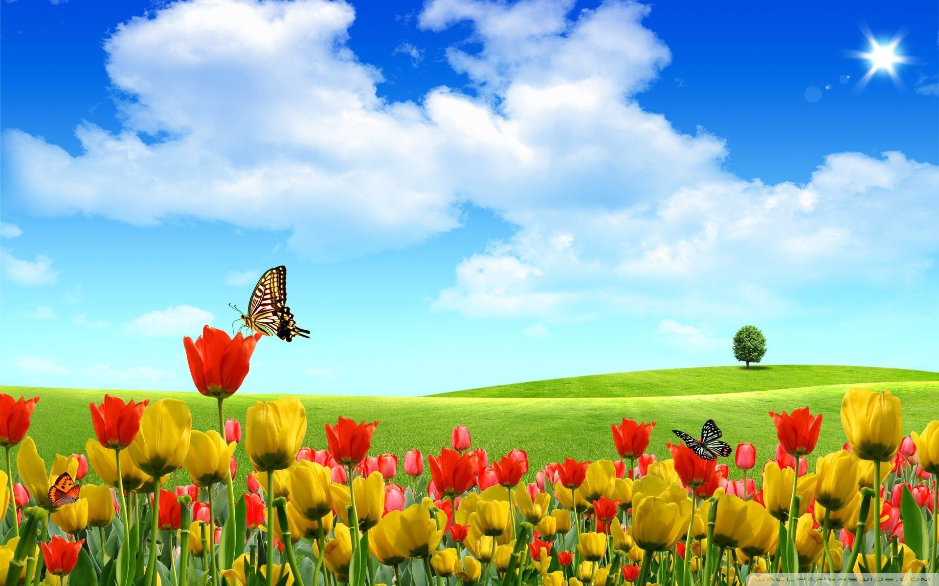 Fiori colorati cielo primaverile, 1920x1200 Full HD+ WUXGA, Desktop