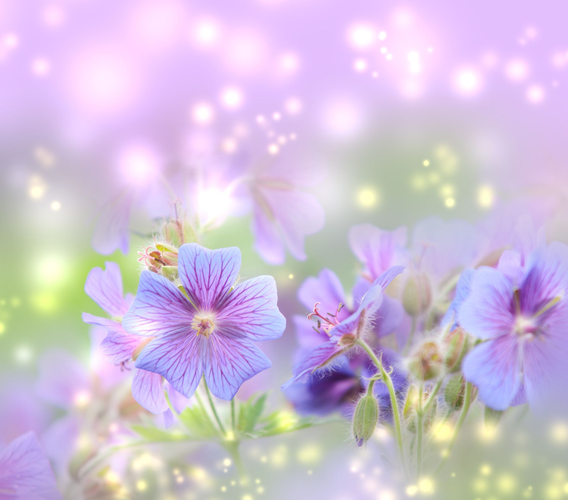 Fiori viola geranio con bokeh, 1920x1691 Full HD+, PC
