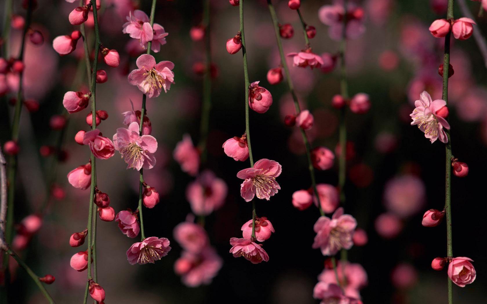 Fiori di pesco rosa primaverili, 1680x1050 HD, PC Desktop